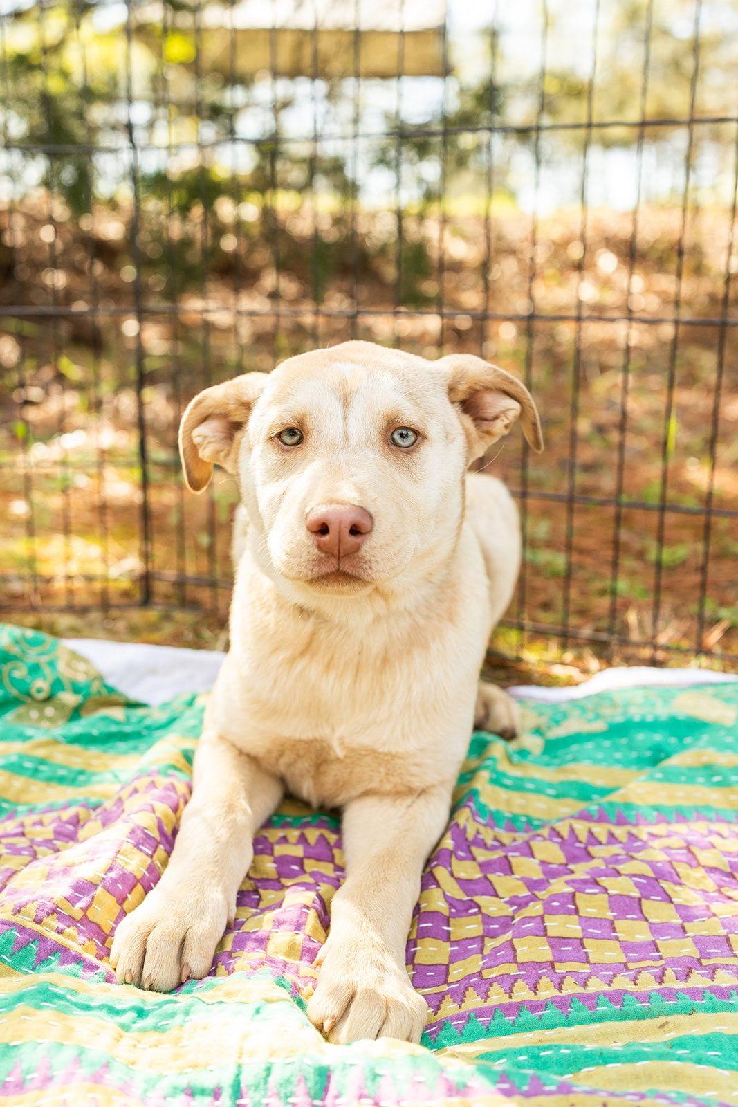 LEXI, ADOPTABLE, Puppy Female Australian Shepherd.