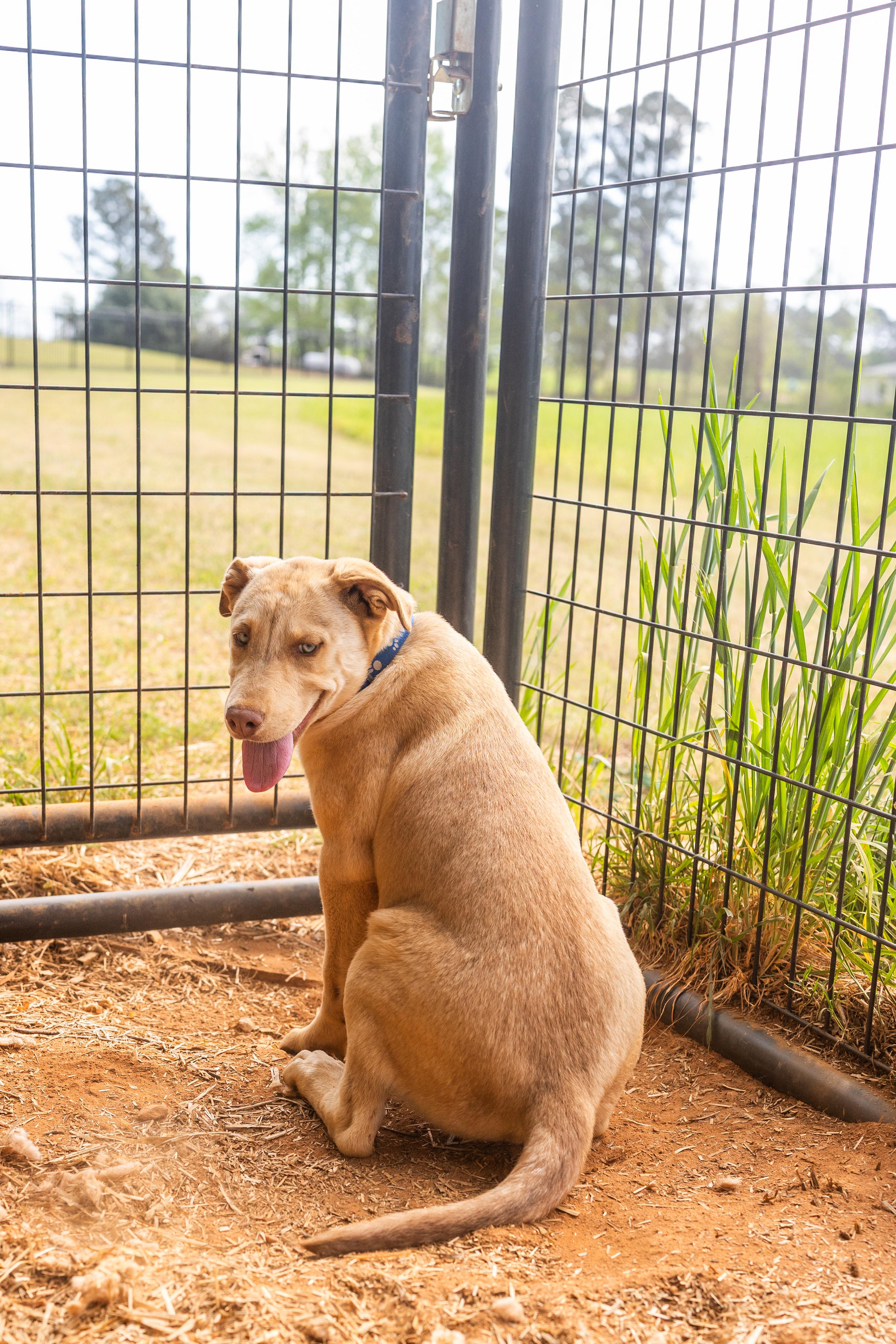 LEXI, a ADOPTABLE mixed breed in Newborn, GA image 2/3