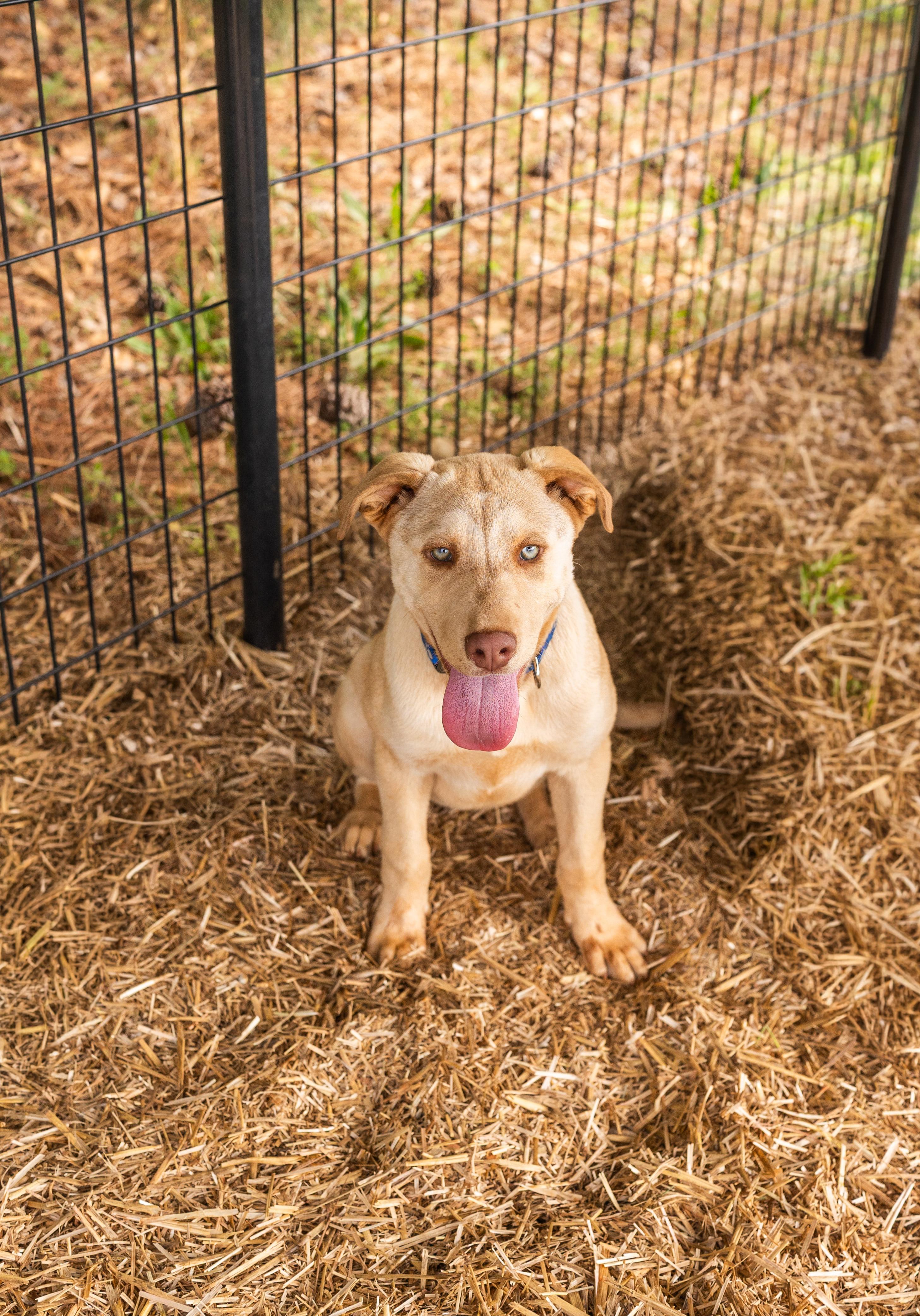 LEXI, a ADOPTABLE mixed breed in Newborn, GA image 3/3