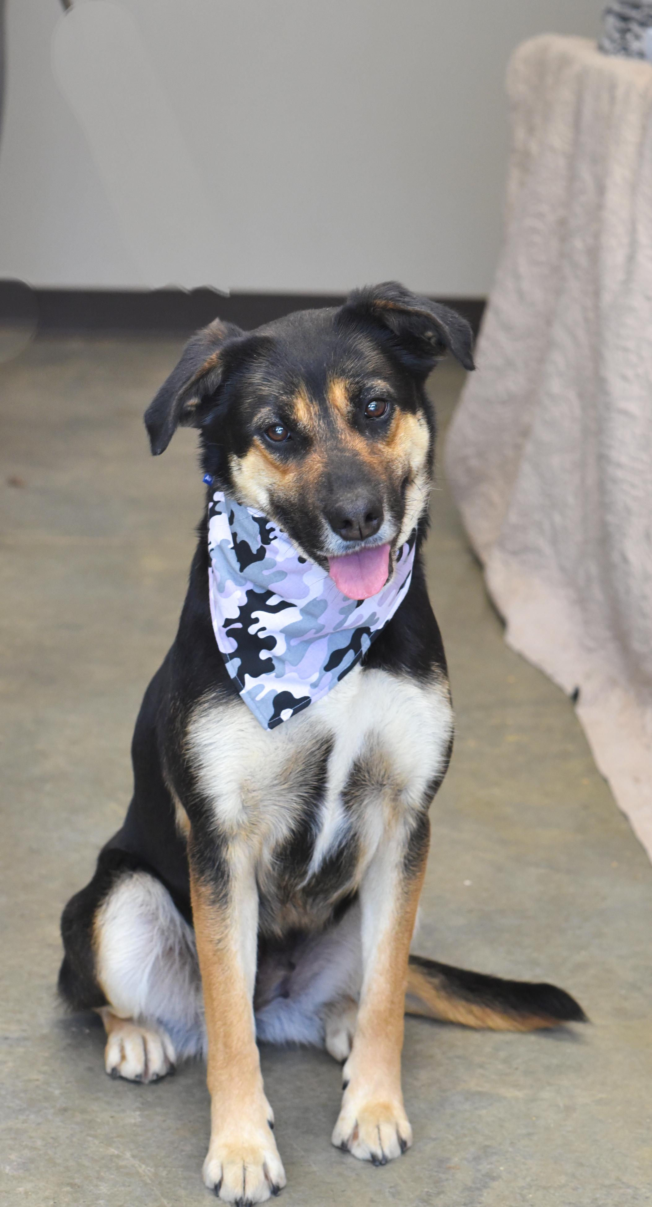 MJ, Adult Female Shepherd