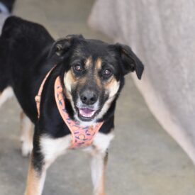 MJ, a Adoptable mixed breed in Hot Springs, AR image 2/2