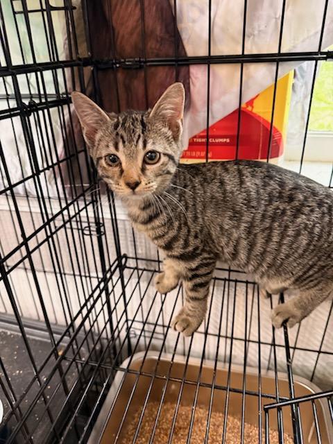 Enlarge Bluey, a Adoptable Domestic Short Hair in Randolph, AL image 1/3