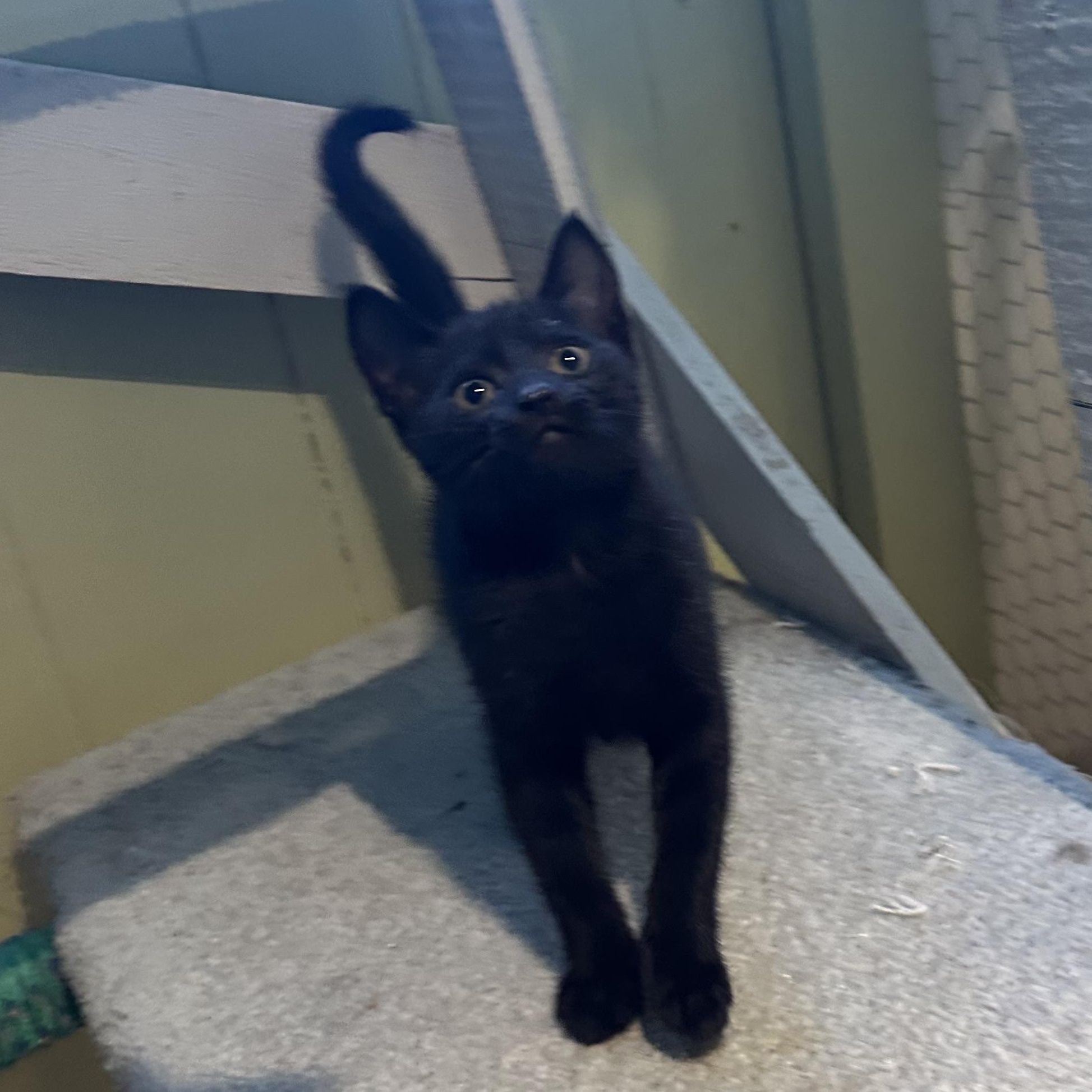 Enlarge Thor, a Adopted Domestic Short Hair in Hay River, NT image 1/1