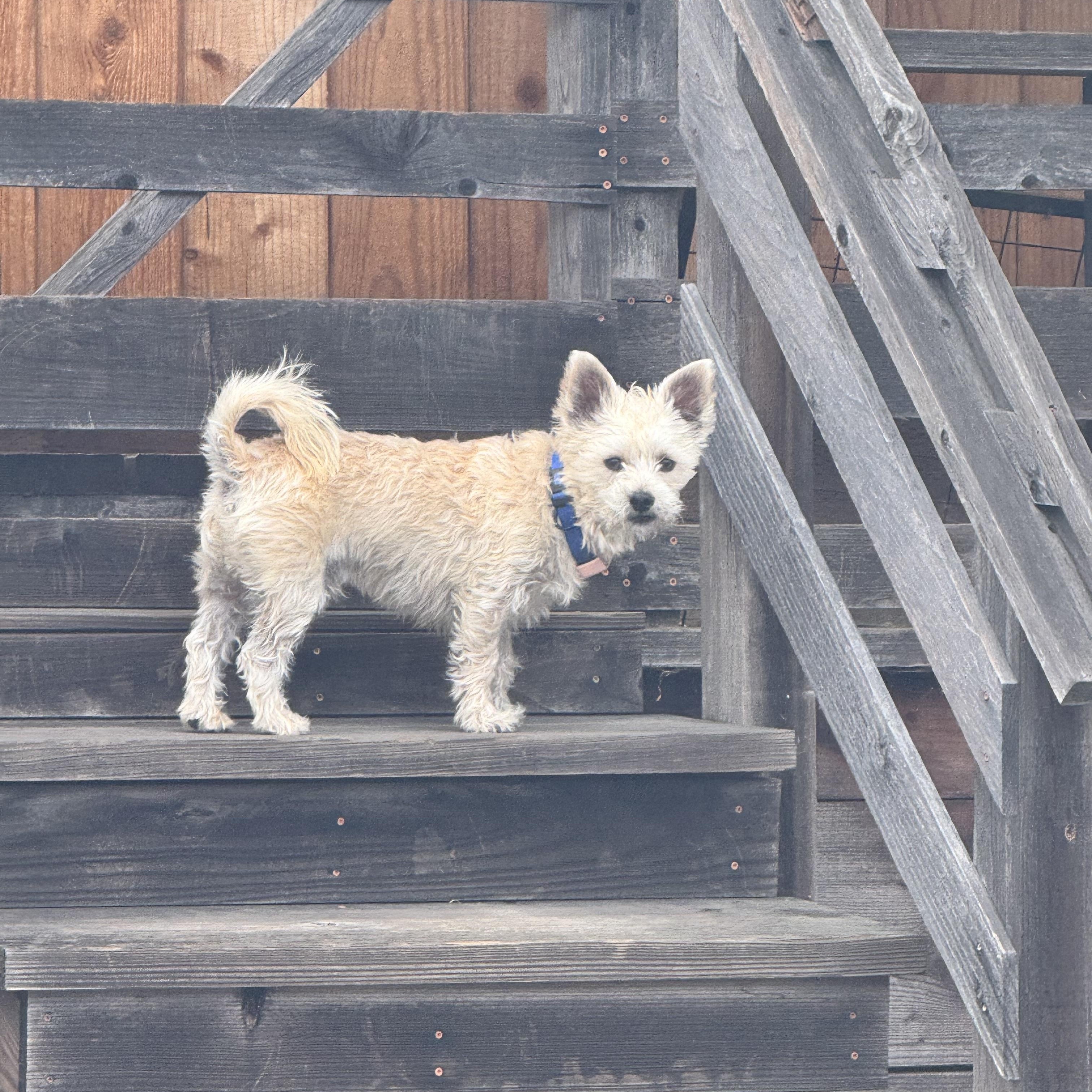 Buddy, a Adoptable mixed breed in San Francisco, CA image 2/6