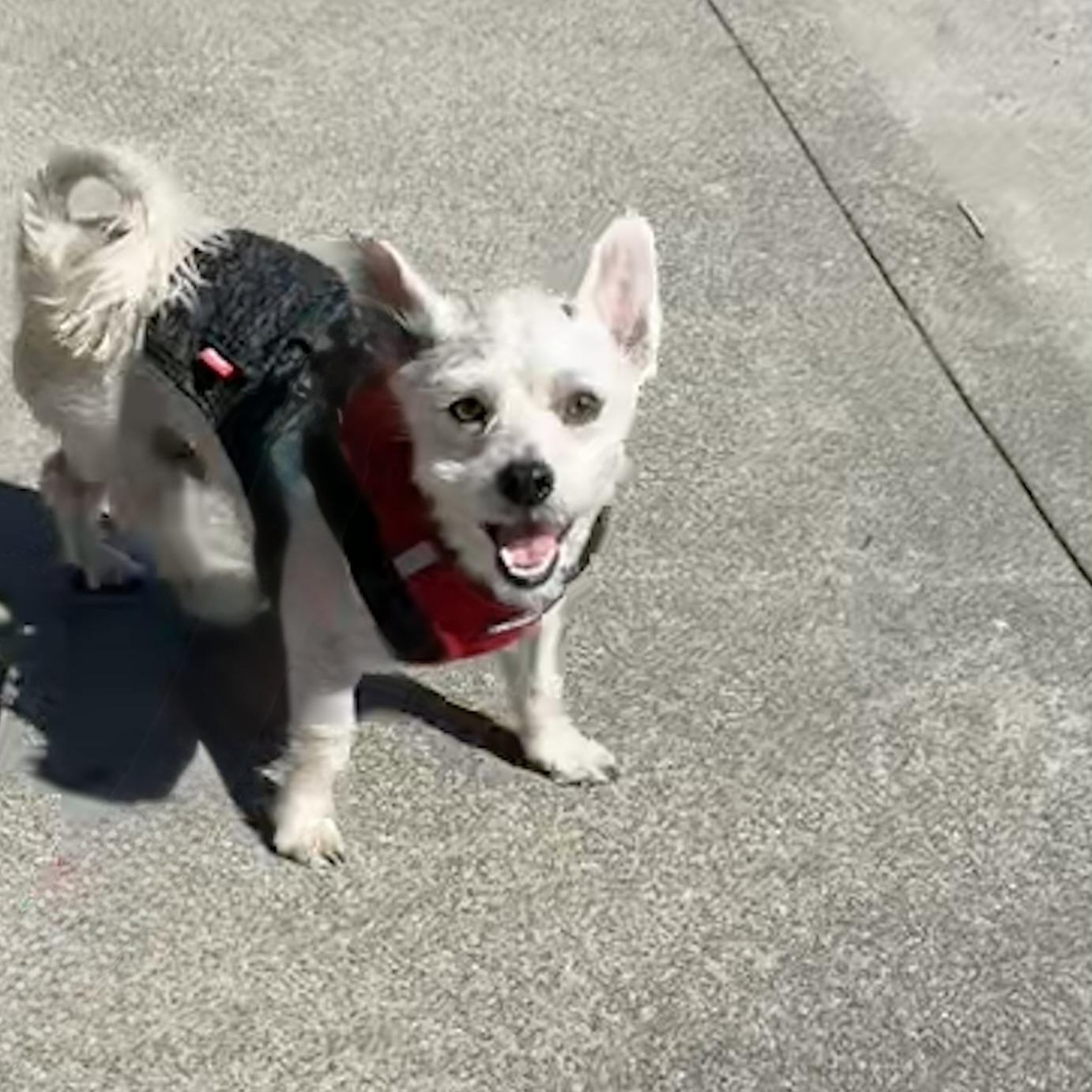 Buddy, a Adoptable mixed breed in San Francisco, CA image 6/6