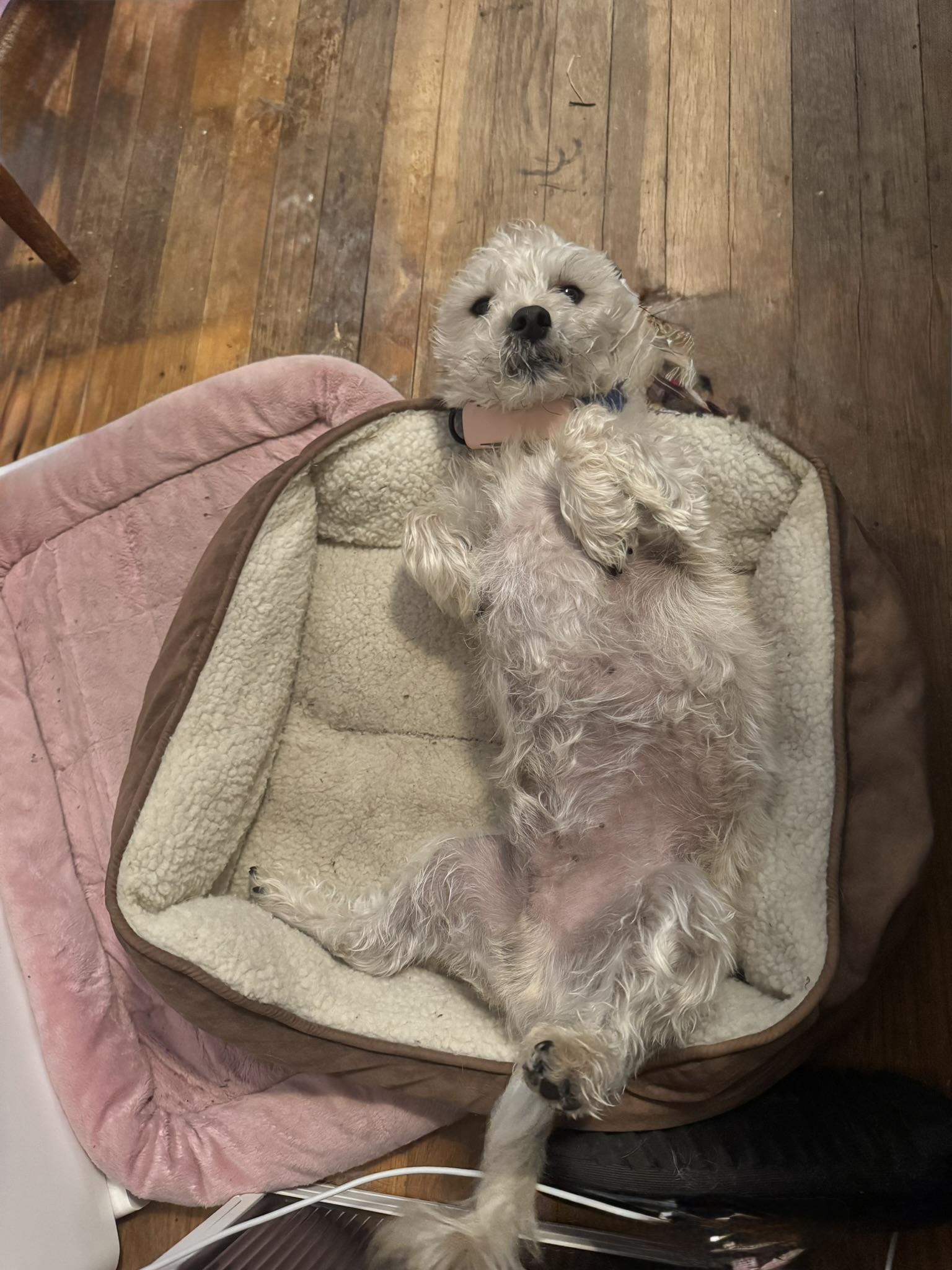 Buddy, a Adoptable mixed breed in San Francisco, CA image 5/6