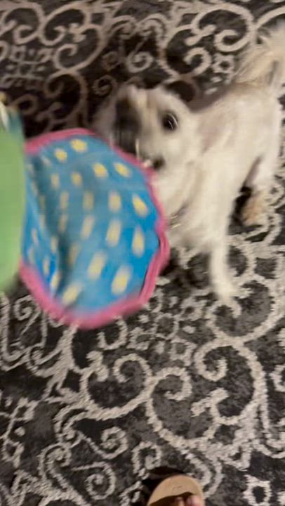 Enlarge Buddy, a Adoptable mixed breed in San Francisco, CA video 3/6