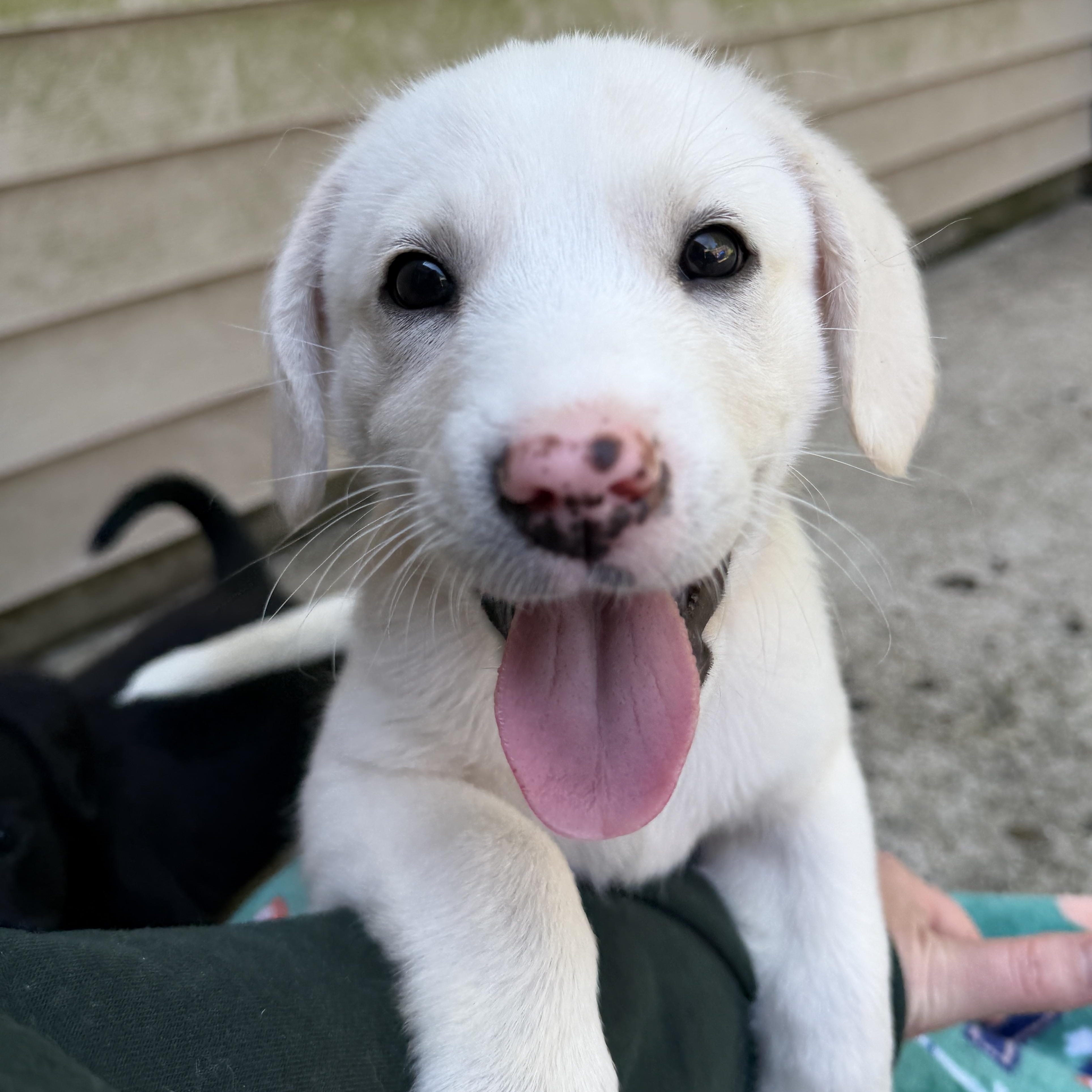 Allie, ADOPTABLE, Puppy Female Labrador Retriever & Beagle.