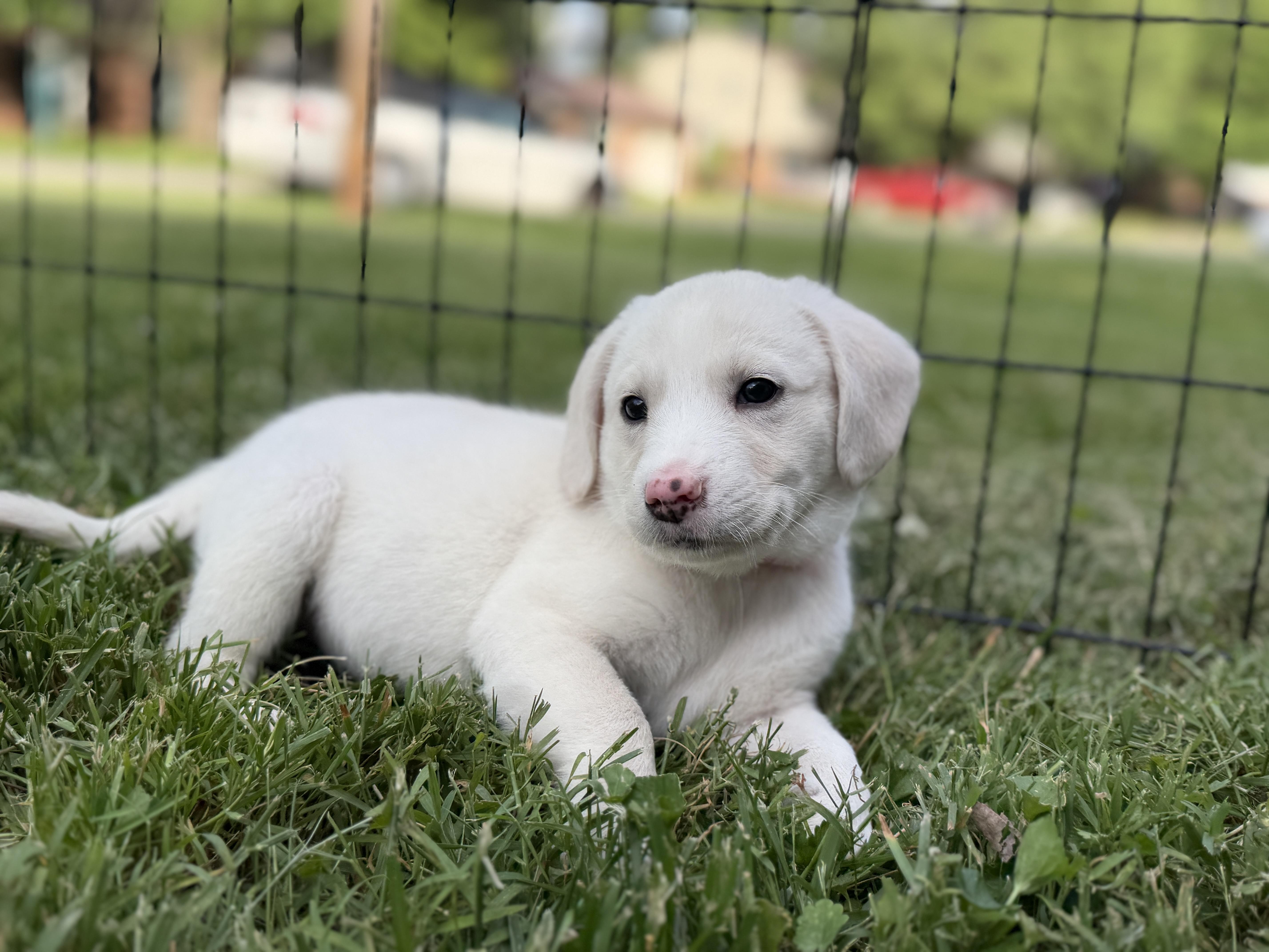 Enlarge Allie, a ADOPTABLE mixed breed in Jeffersonville, IN image 5/6