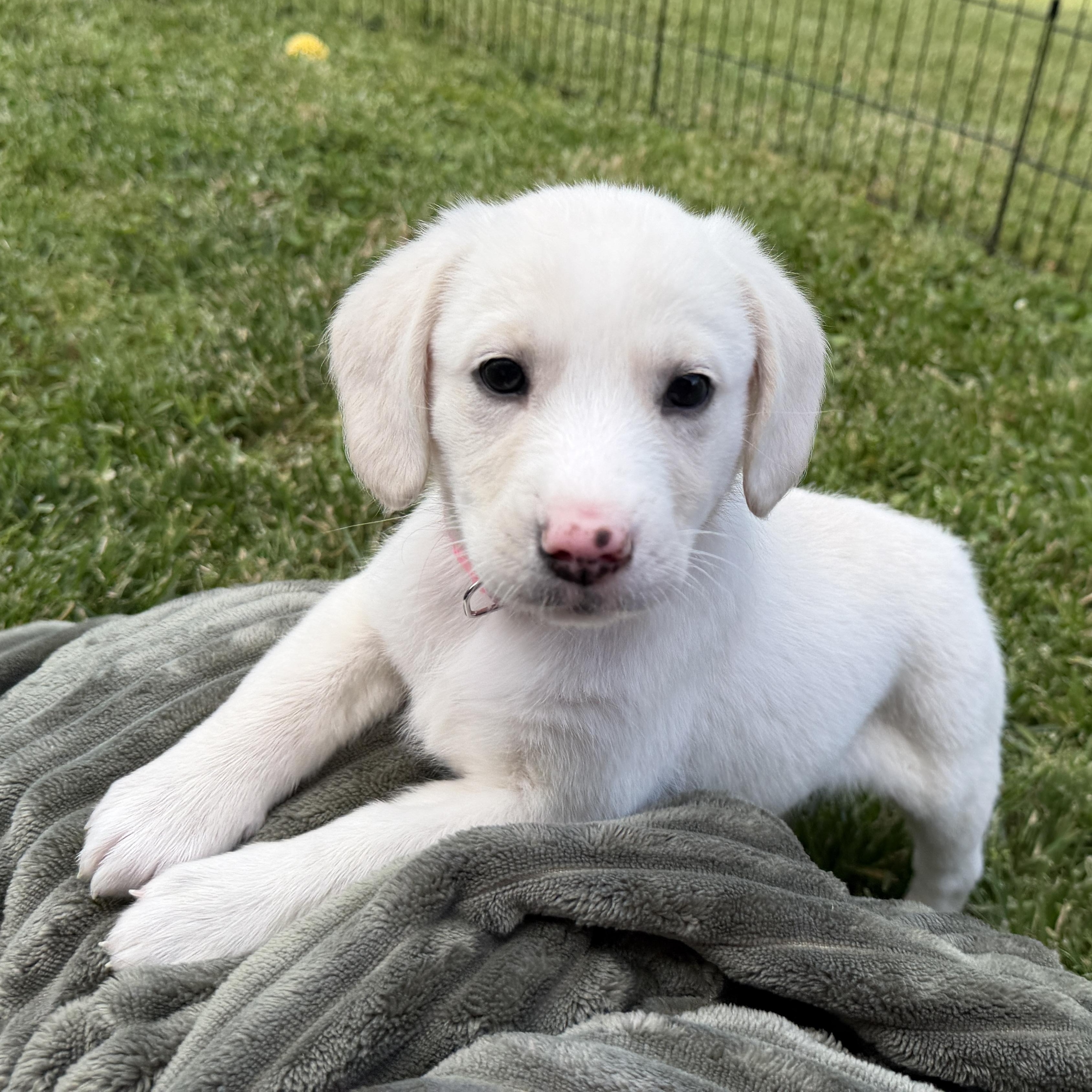 Enlarge Allie, a ADOPTABLE mixed breed in Jeffersonville, IN image 3/6