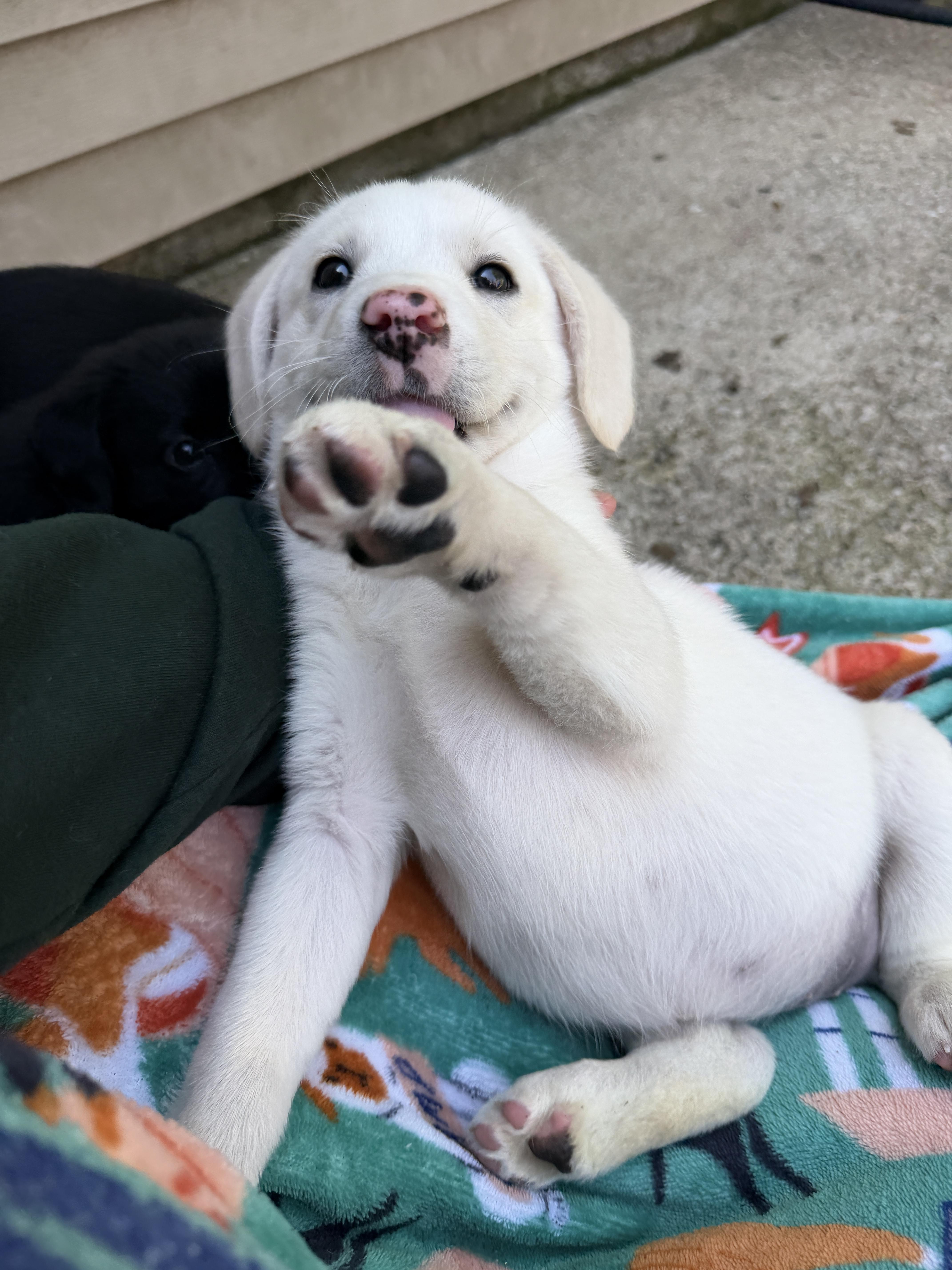 Enlarge Allie, a ADOPTABLE mixed breed in Jeffersonville, IN image 6/6
