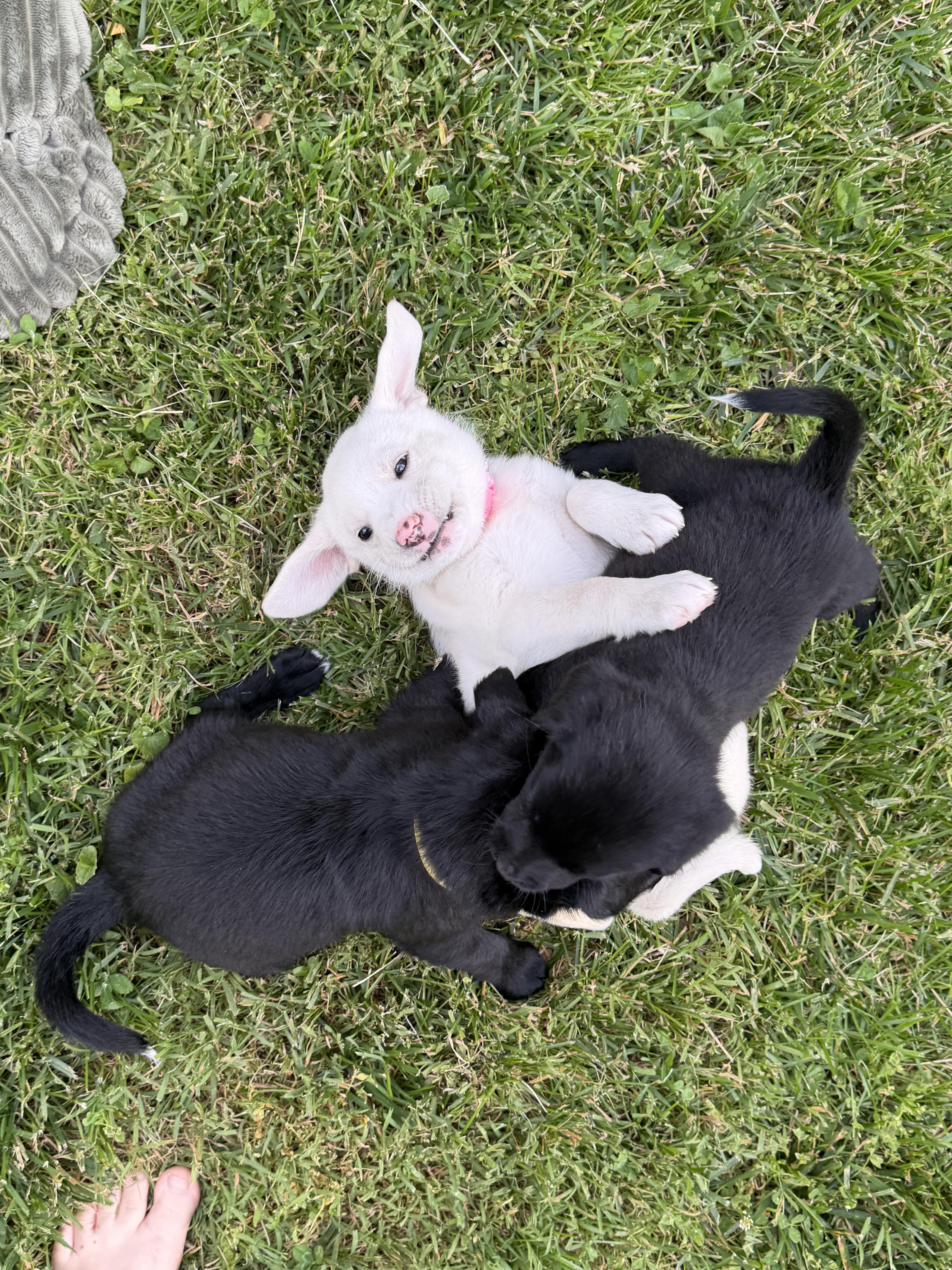 Enlarge Allie, a ADOPTABLE mixed breed in Jeffersonville, IN image 4/6