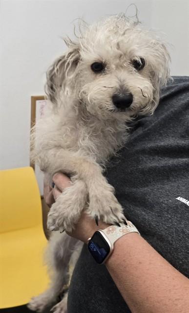 Enlarge ROBLOX, a Adoptable Maltese in Mesa, AZ image 1/1
