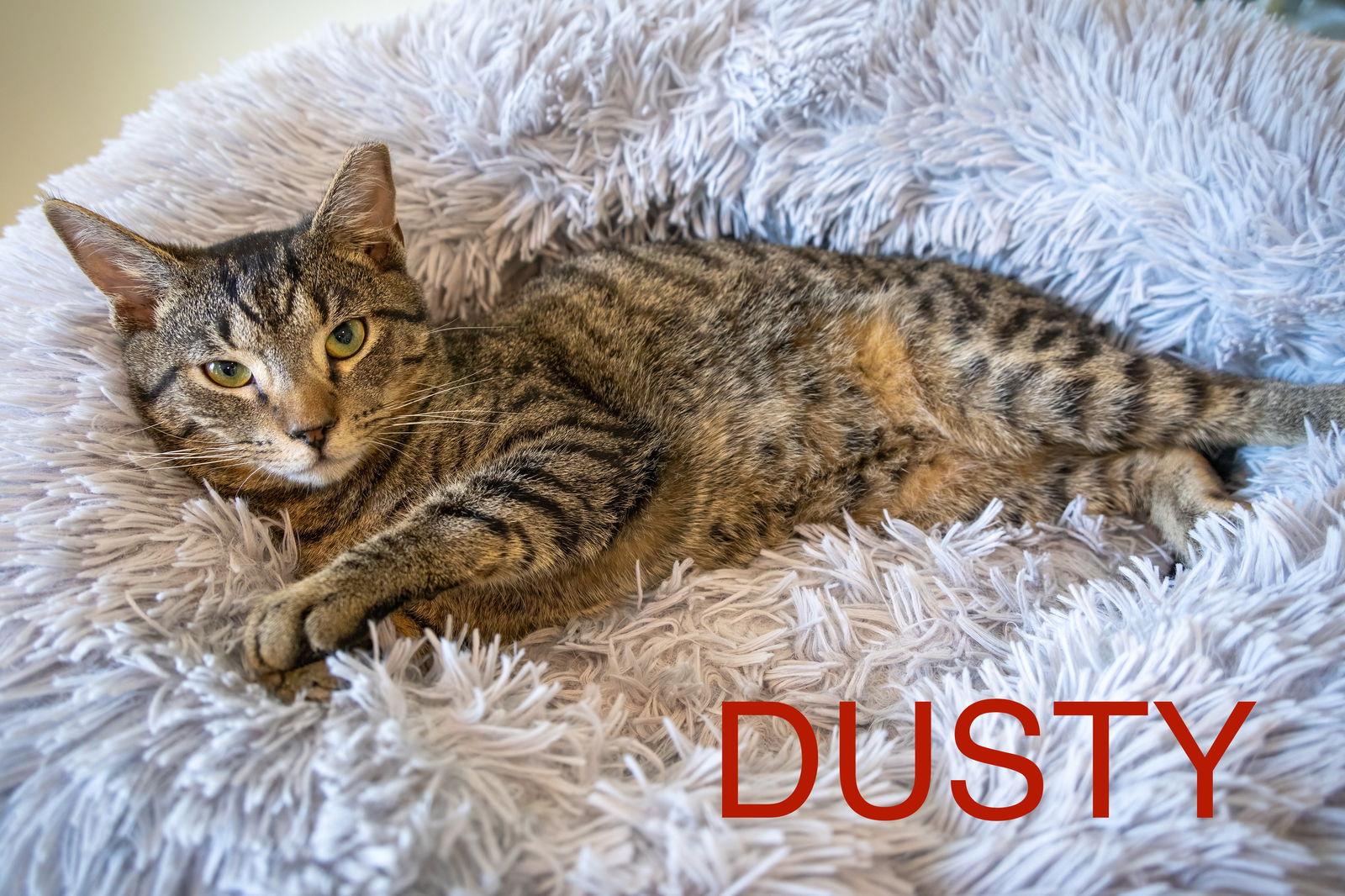Enlarge Dusty (FCID# 04/09/2025 - 541), a Adoptable Tabby in Greenville, DE image 1/4