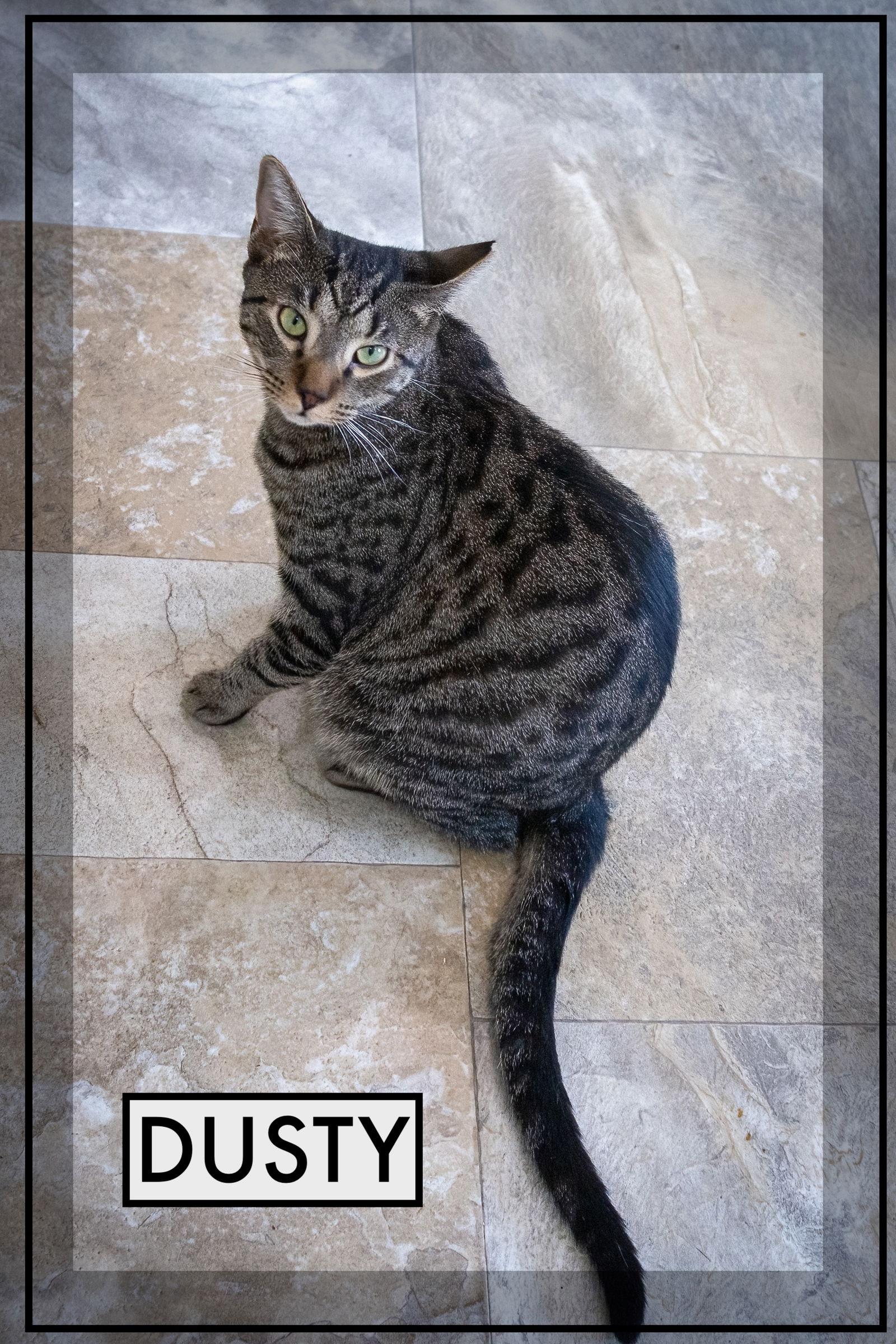 Enlarge Dusty (FCID# 04/09/2025 - 541), a Adoptable Tabby in Greenville, DE image 2/4