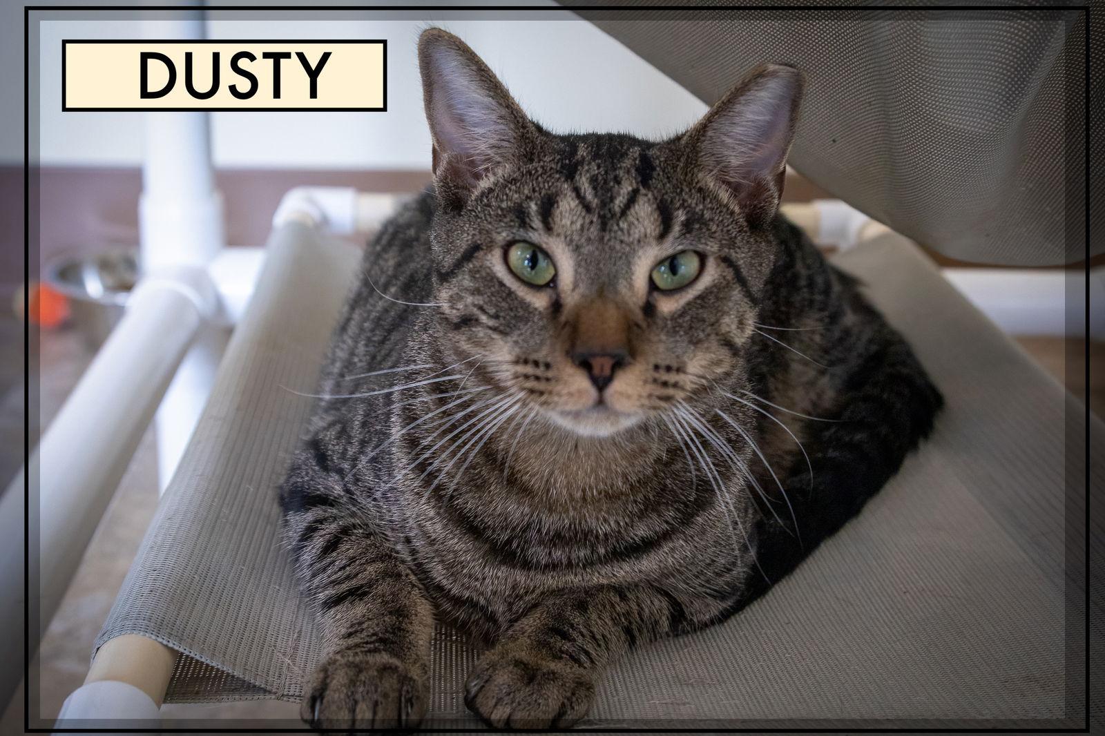 Enlarge Dusty (FCID# 04/09/2025 - 541), a Adoptable Tabby in Greenville, DE image 3/4