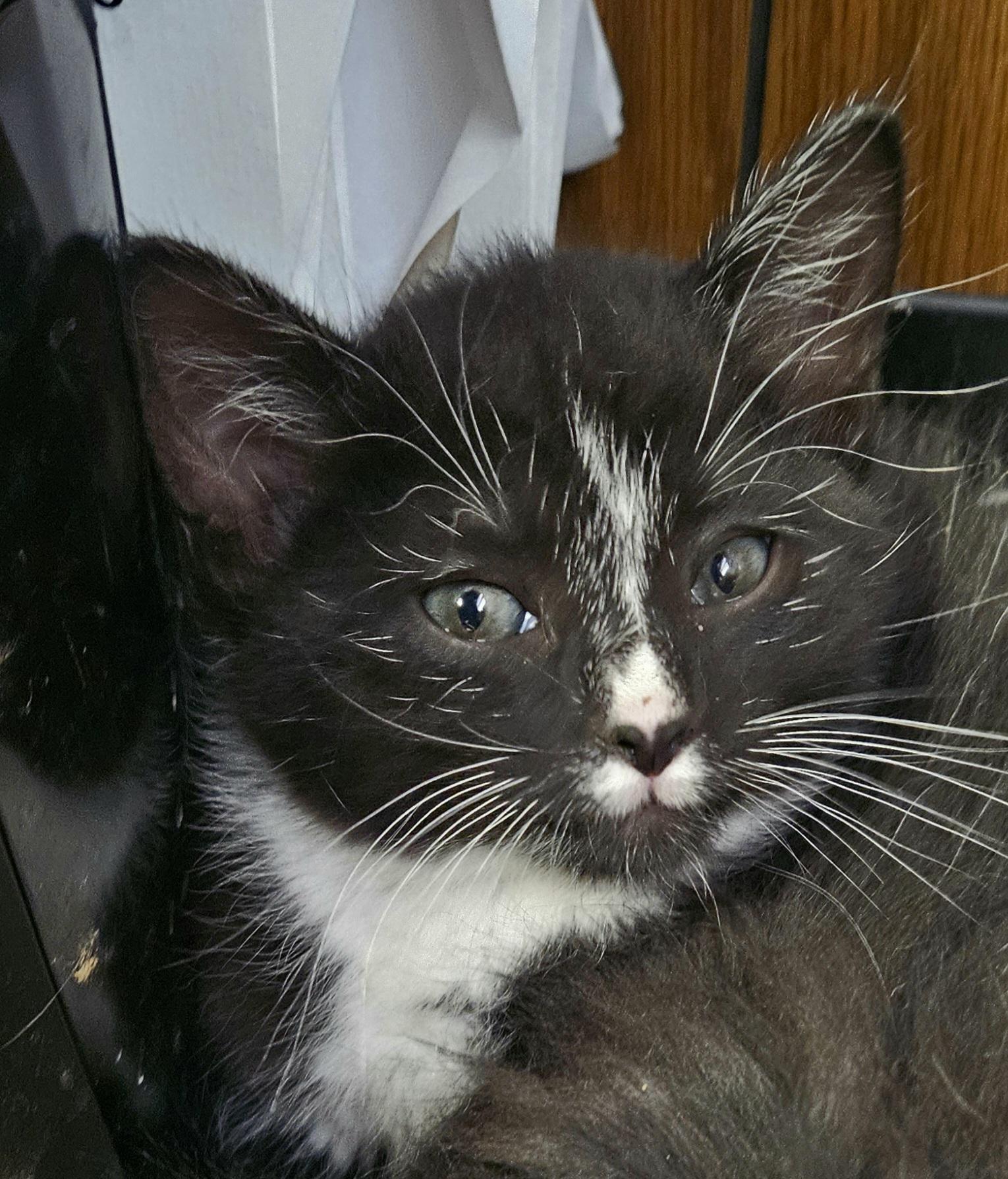 Tino
