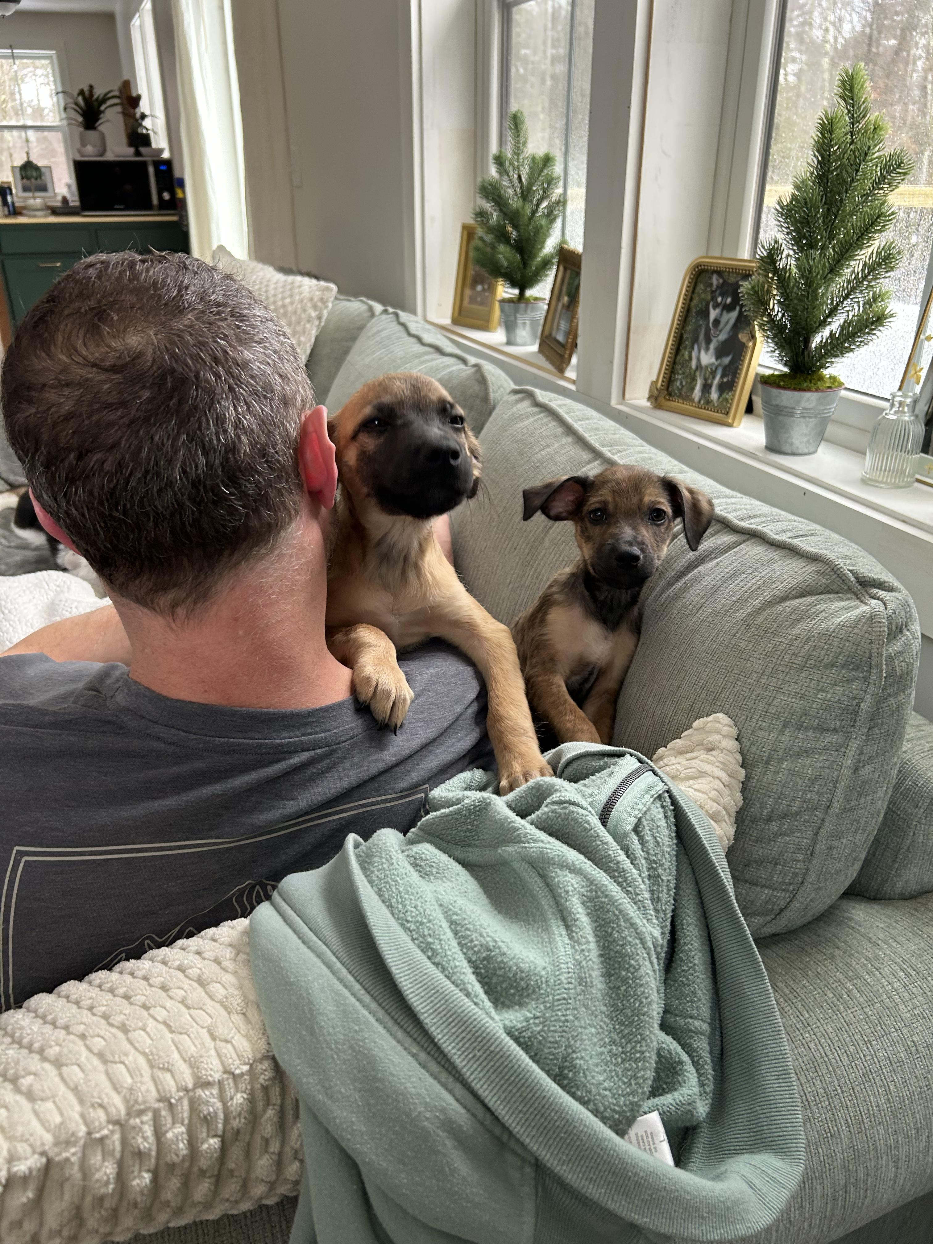 Enlarge Romulus, an adopted mixed breed in Annapolis, MD image 4/5