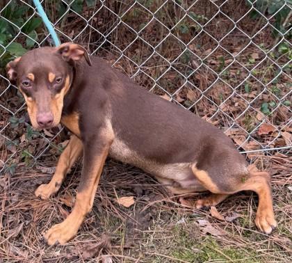 Enlarge Charlie, a Adoptable mixed breed in Moultrie, GA image 1/1