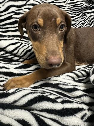 Charlie, Adoptable, Puppy Male Labrador Retriever & Mixed Breed.