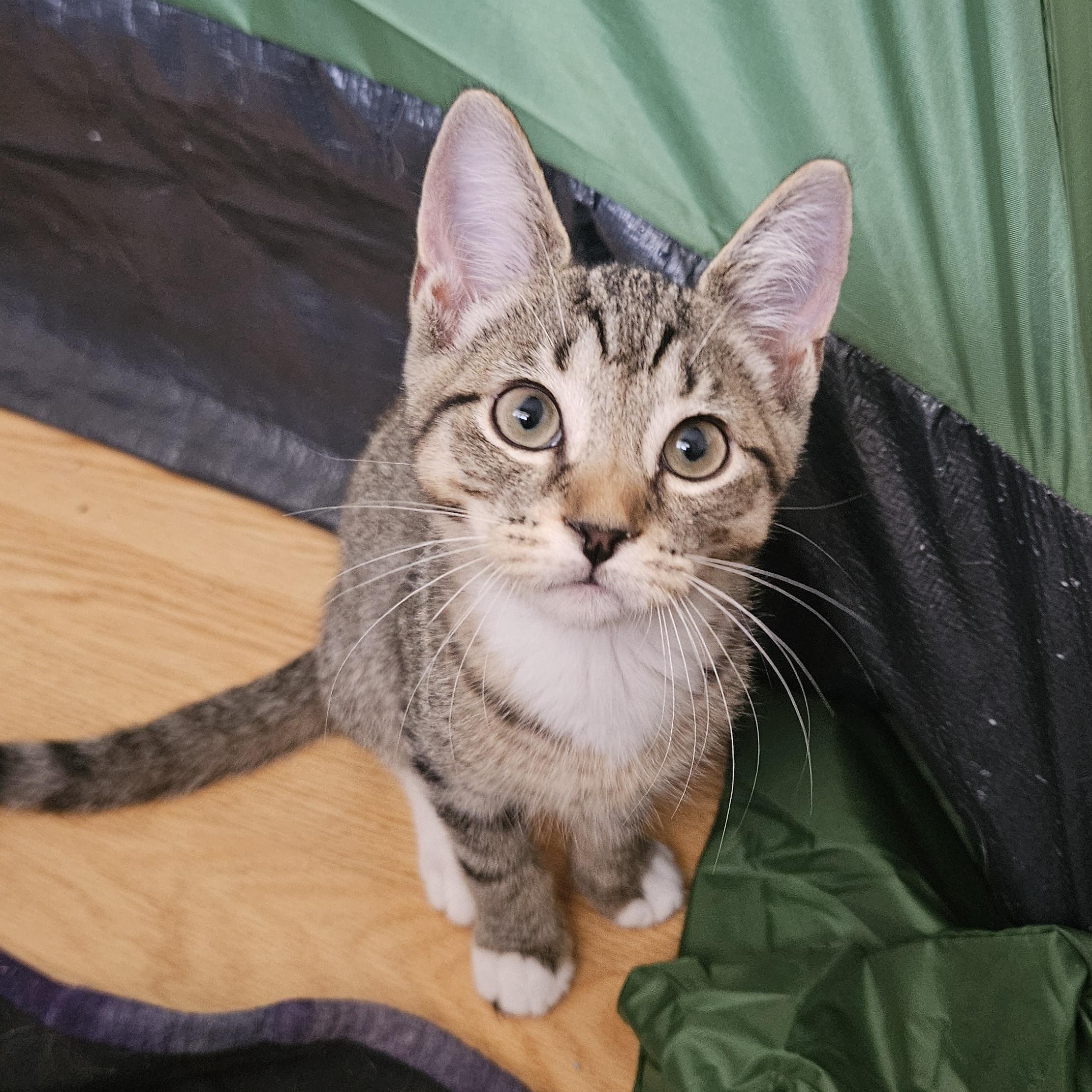 Enlarge Toyota, a ADOPTABLE Domestic Short Hair in Melbourne, FL image 1/1