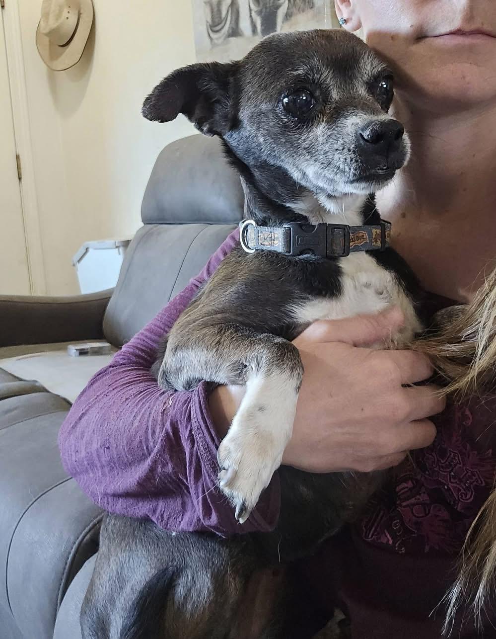 Enlarge Nelly, a Adoptable mixed breed in Pocatello, ID image 3/3