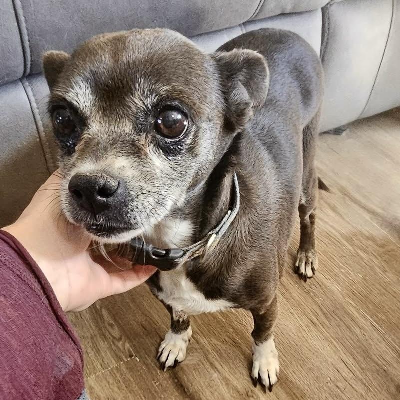 Nelly, Adoptable, Senior Female Chihuahua.