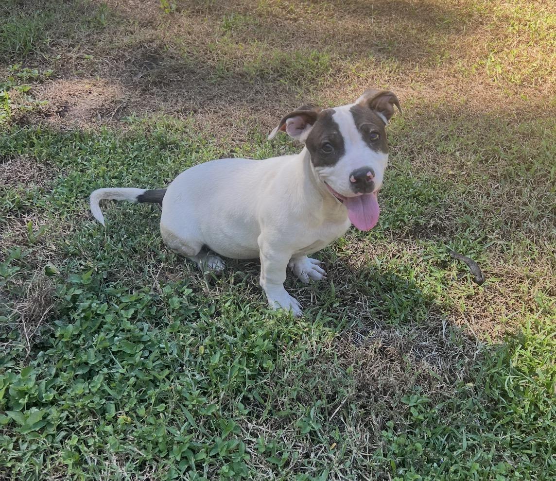 Enlarge Crawford, a Adoptable mixed breed in Sebring, FL image 3/4