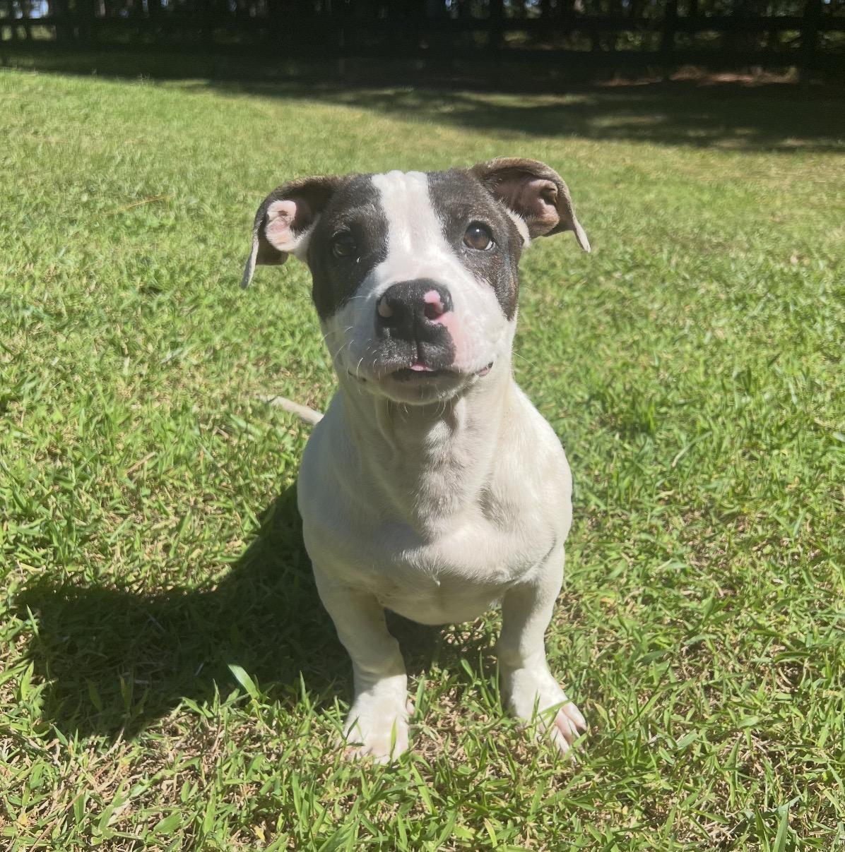 Enlarge Crawford, a Adoptable mixed breed in Sebring, FL image 4/4