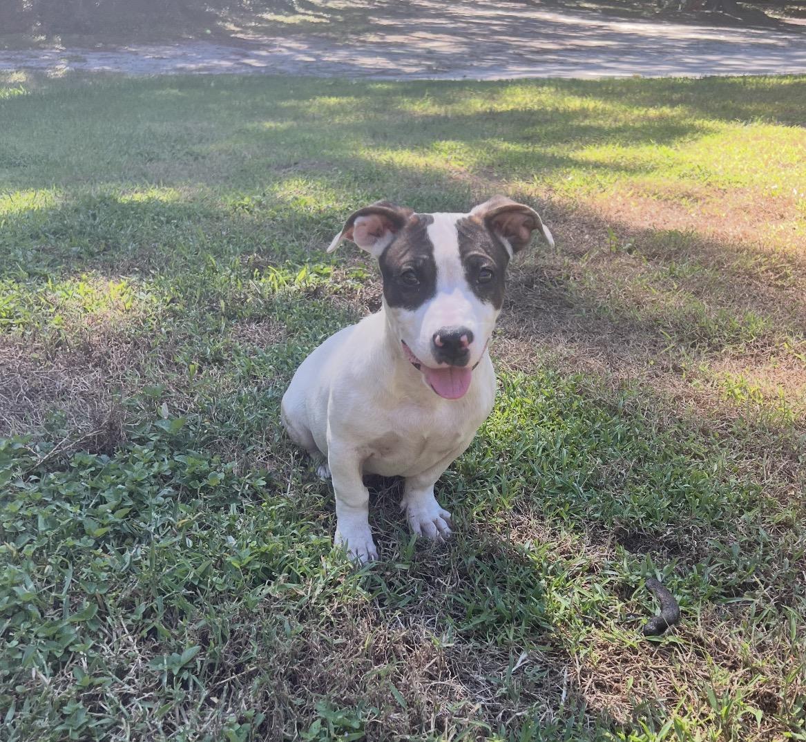 Enlarge Crawford, a Adoptable mixed breed in Sebring, FL image 2/4