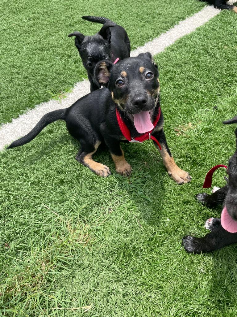Porter, Adoptable, Young Male Terrier.