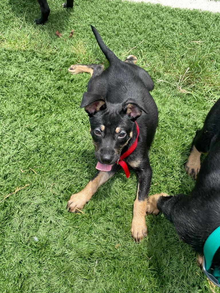 Porter, a Adoptable mixed breed in Murphysboro, IL image 2/6