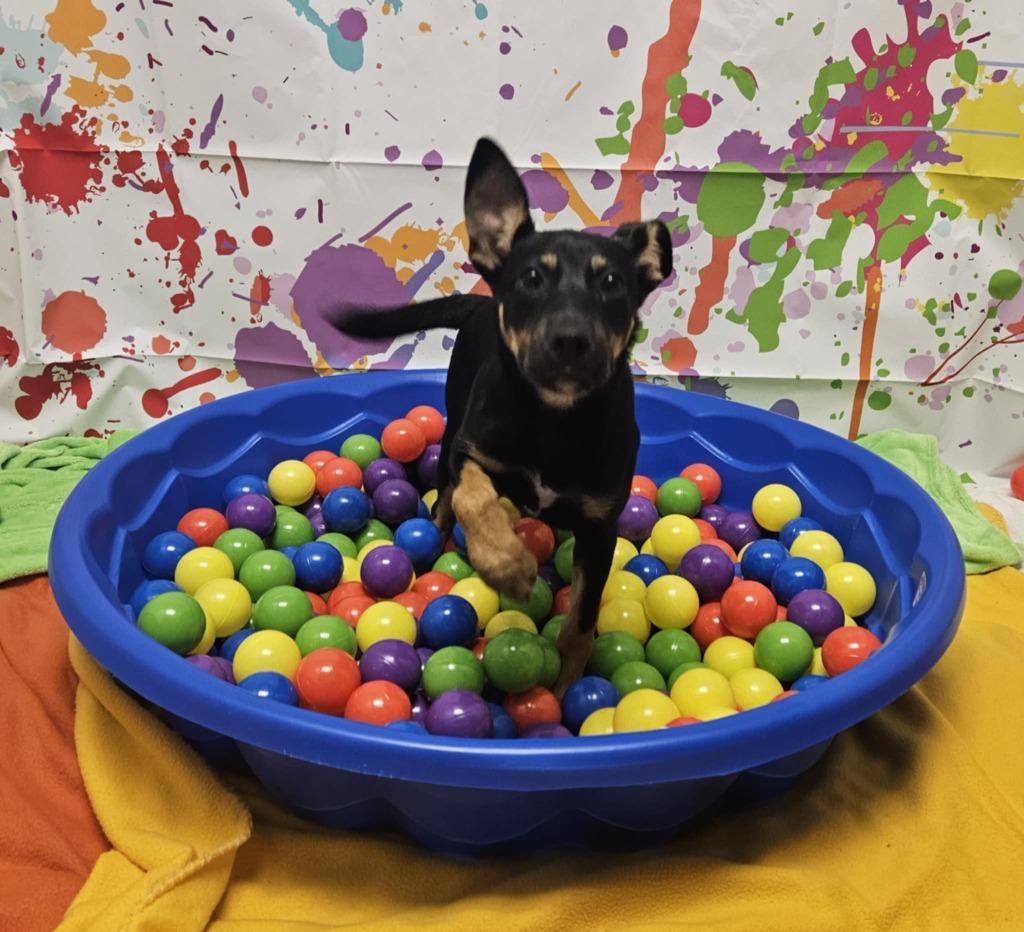 Porter, a Adoptable mixed breed in Murphysboro, IL image 3/6