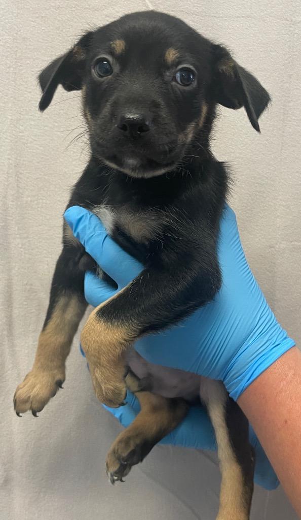 Porter, a Adoptable mixed breed in Murphysboro, IL image 4/6