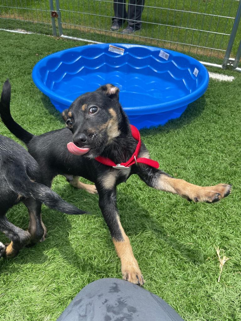 Porter, a Adoptable mixed breed in Murphysboro, IL image 5/6