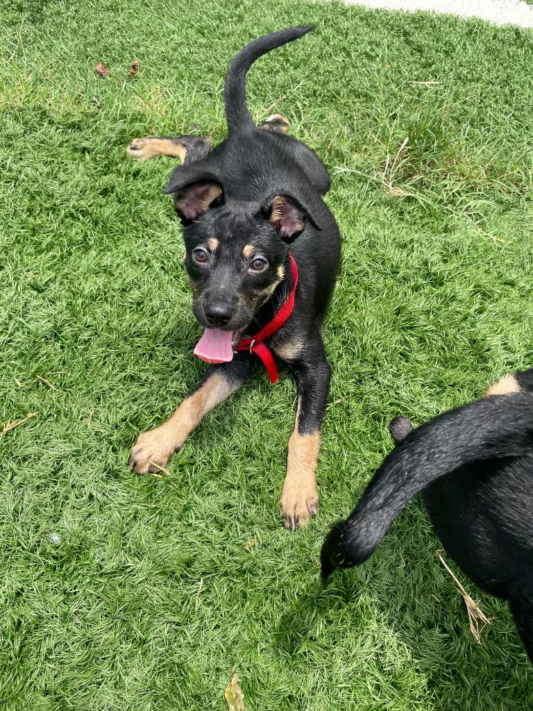 Porter, a Adoptable mixed breed in Murphysboro, IL image 6/6