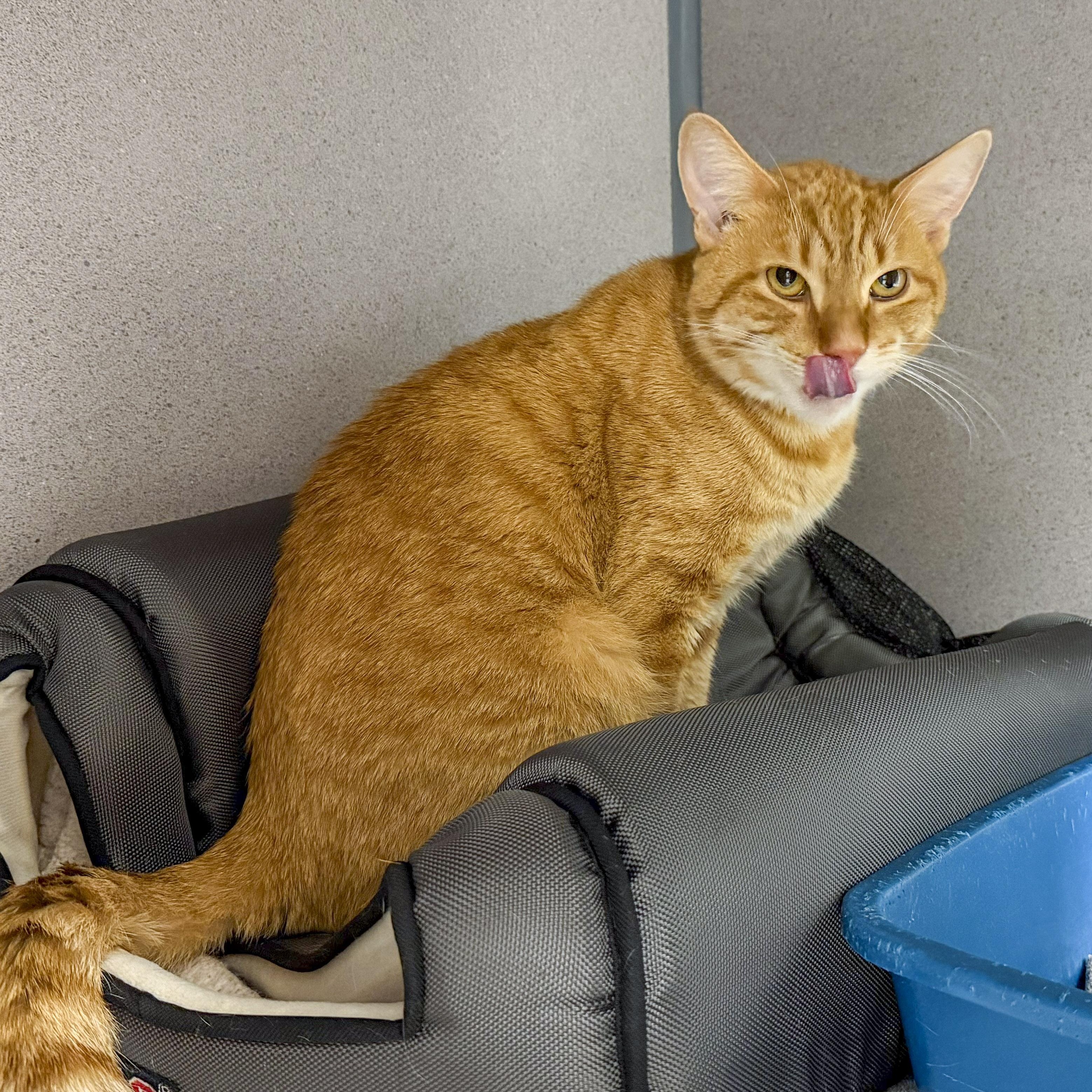 Enlarge Pepperoni, a ADOPTABLE Domestic Short Hair in Stamford, CT image 4/6