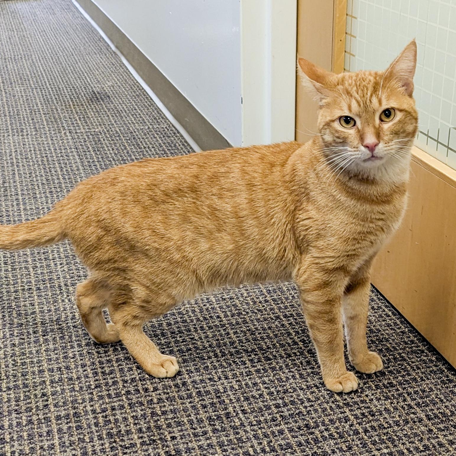 Enlarge Pepperoni, a ADOPTABLE Domestic Short Hair in Stamford, CT image 3/6