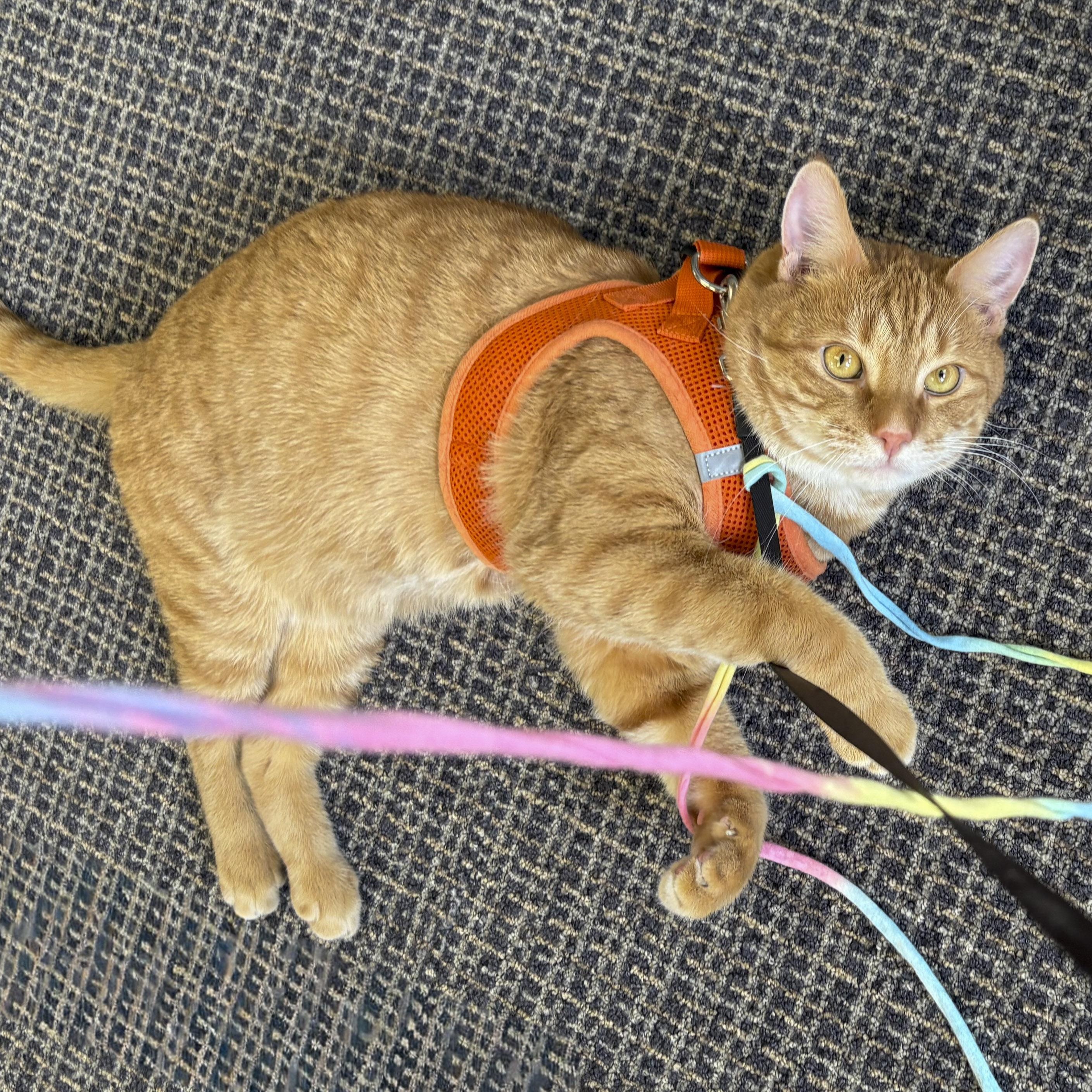 Enlarge Pepperoni, a ADOPTABLE Domestic Short Hair in Stamford, CT image 5/6