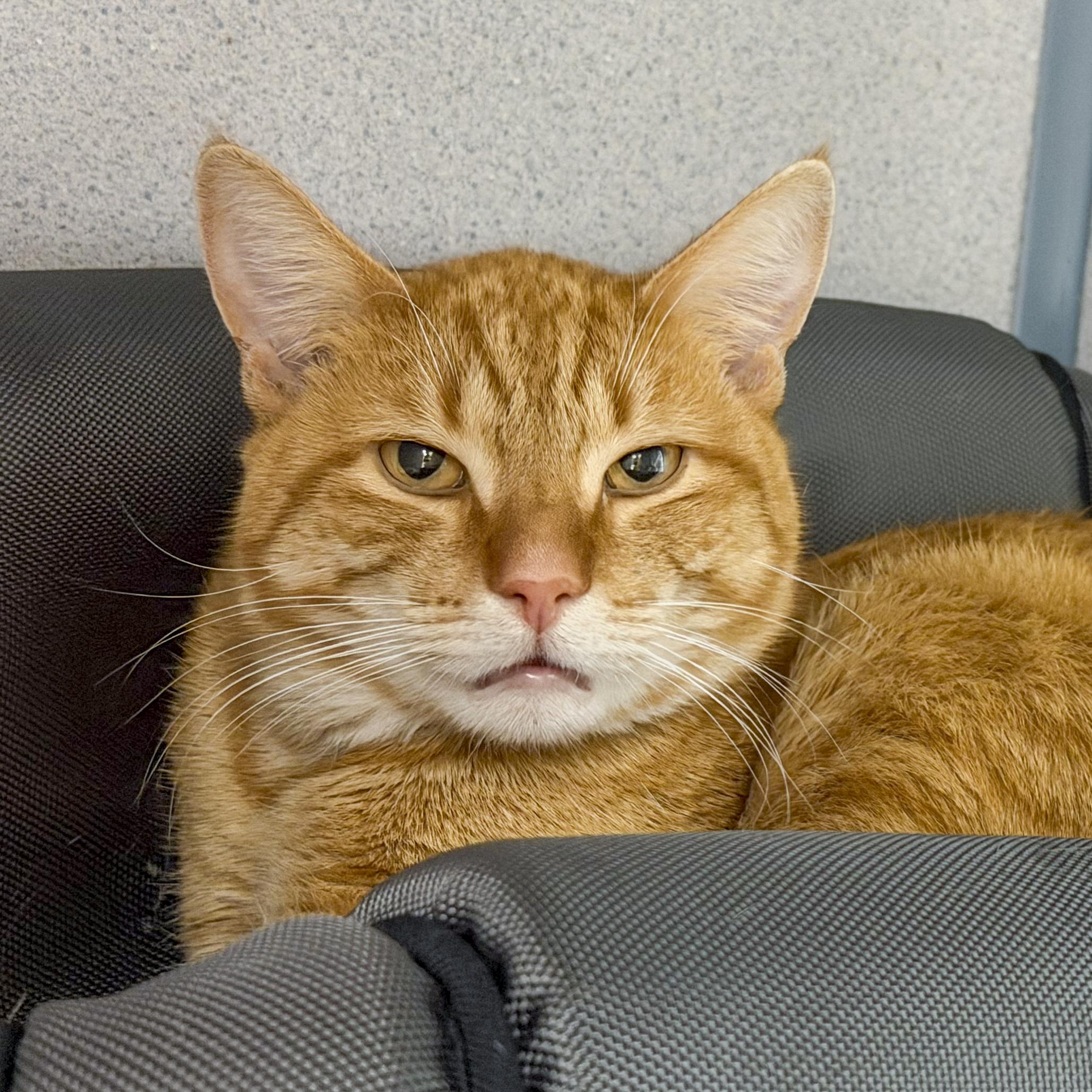 Enlarge Pepperoni, a ADOPTABLE Domestic Short Hair in Stamford, CT image 1/6