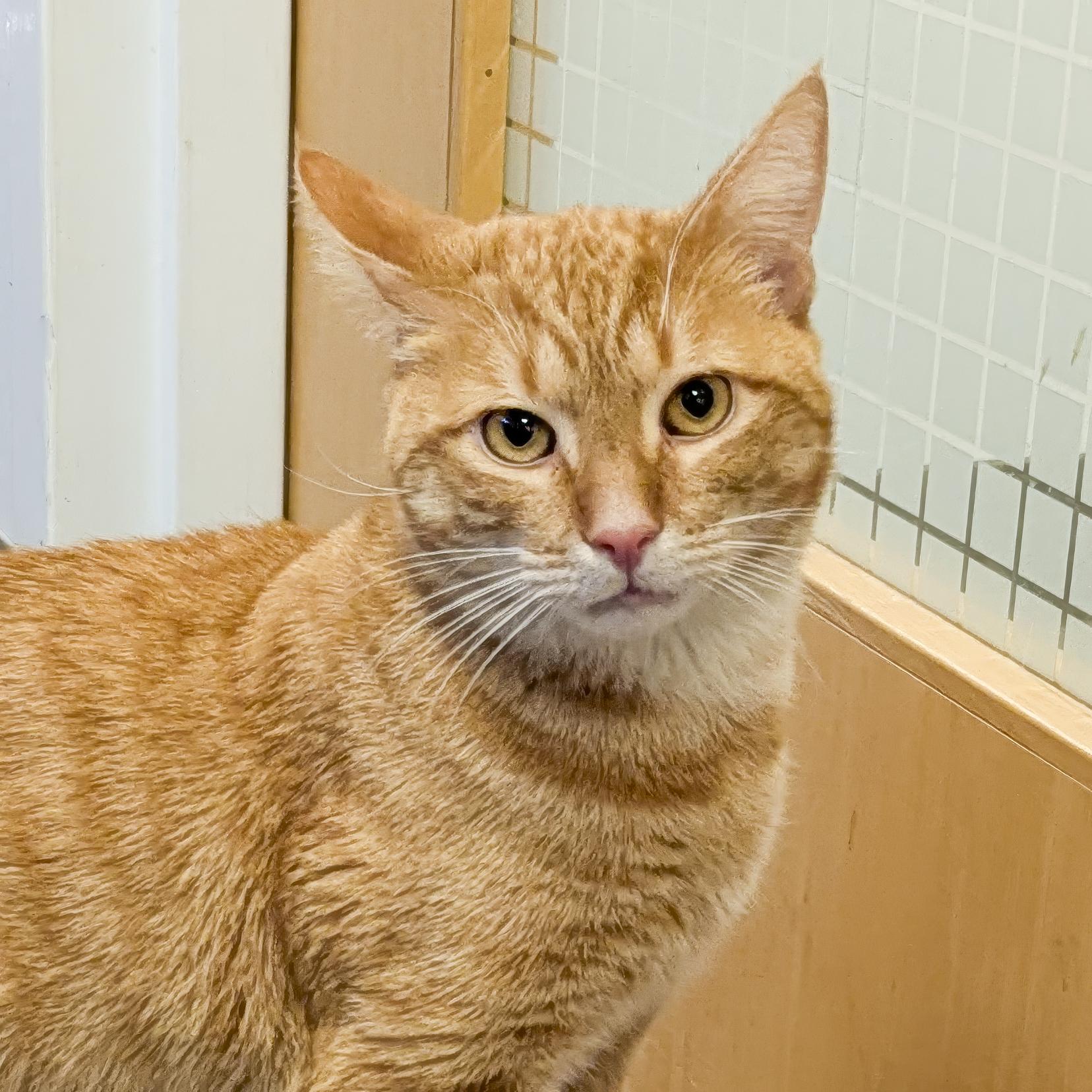 Pepperoni, ADOPTABLE, Young Male Domestic Short Hair.