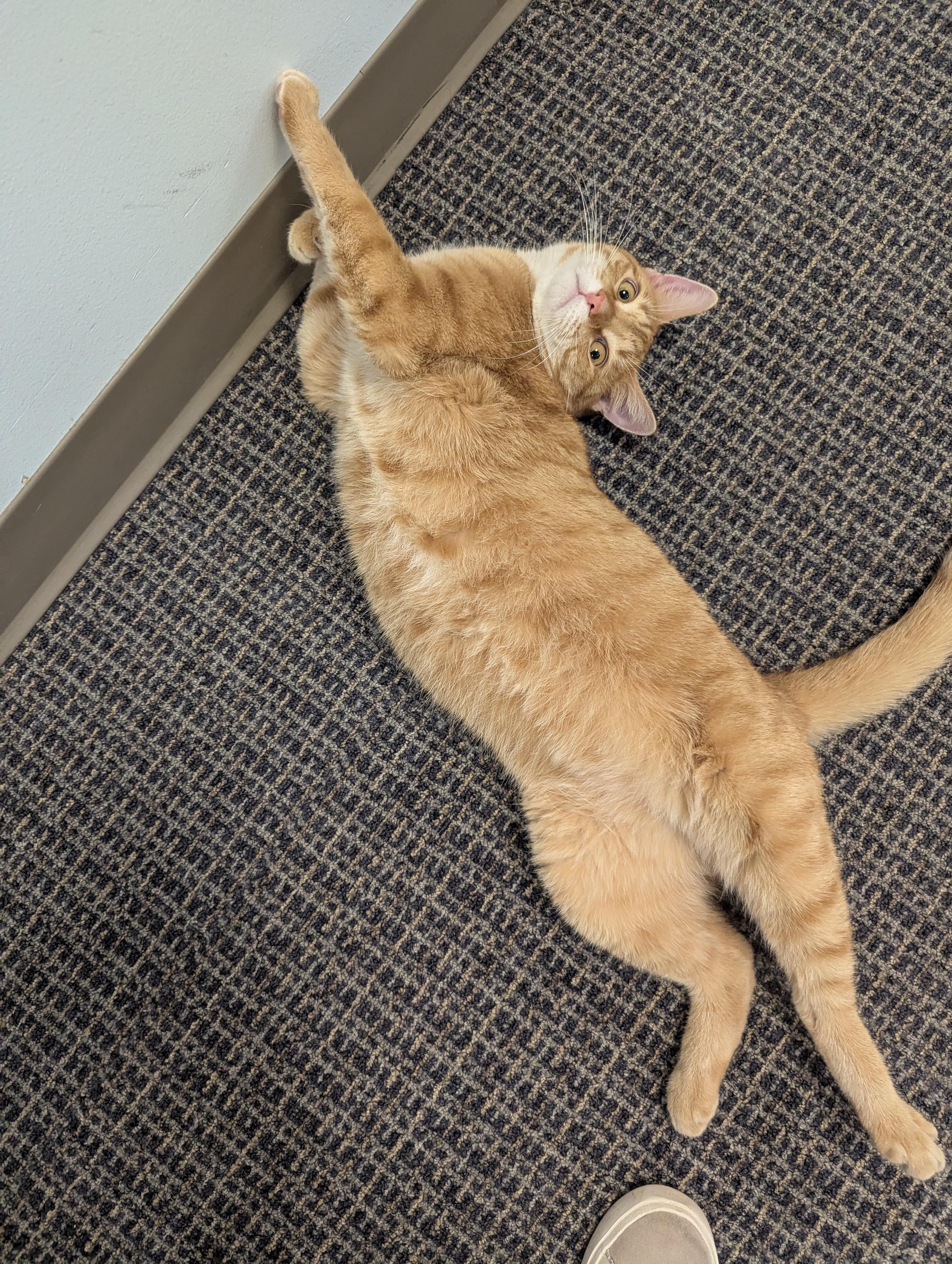 Enlarge Pepperoni, a ADOPTABLE Domestic Short Hair in Stamford, CT image 5/5