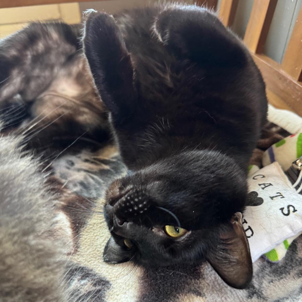 Enlarge Salem, a Adoptable Domestic Short Hair in Richland, MI image 3/3