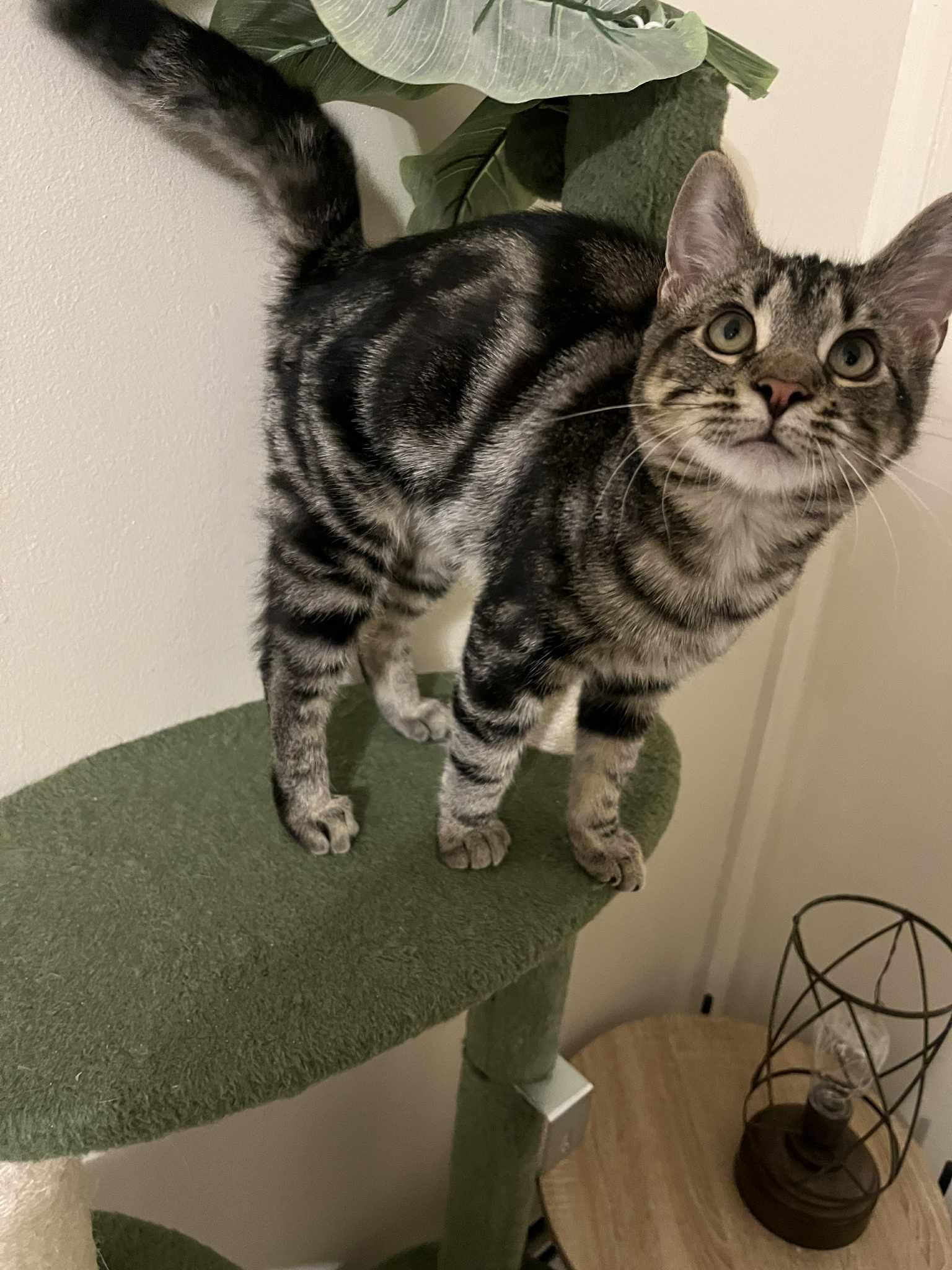 Margie, adopted, Kitten Female Domestic Short Hair.