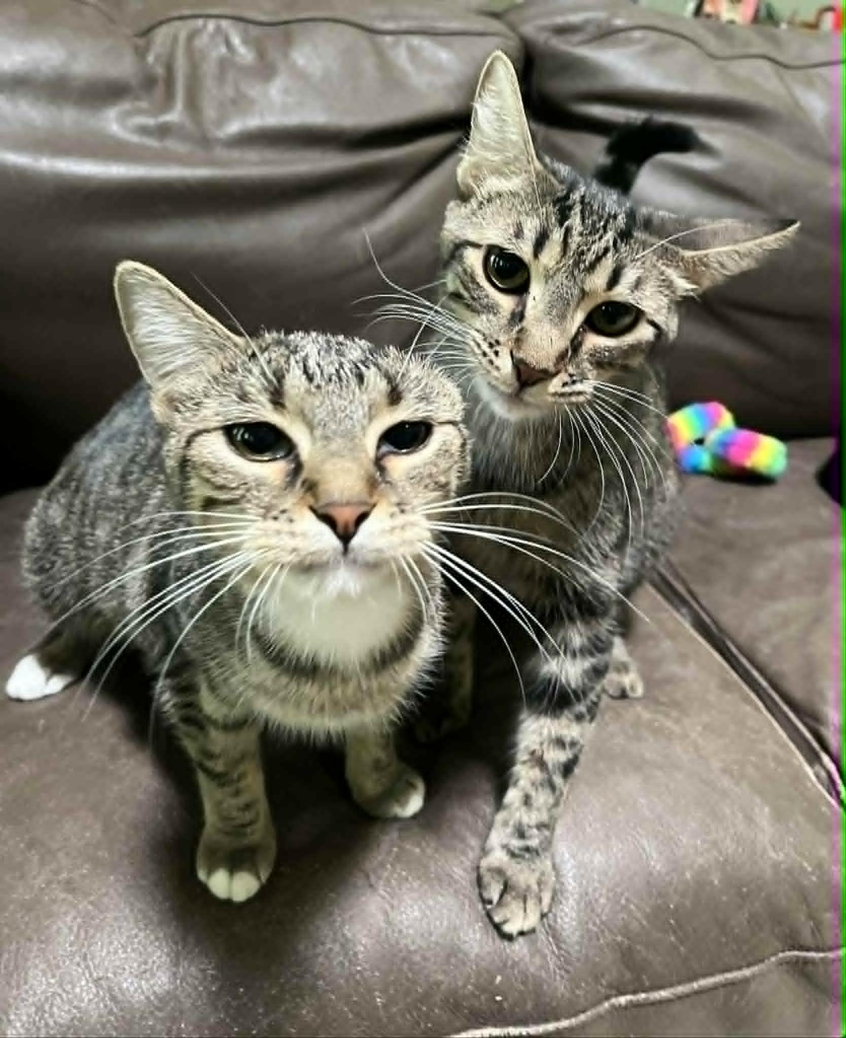 Enlarge Cricket, a Adoptable Tabby in Newburgh, NY image 2/6