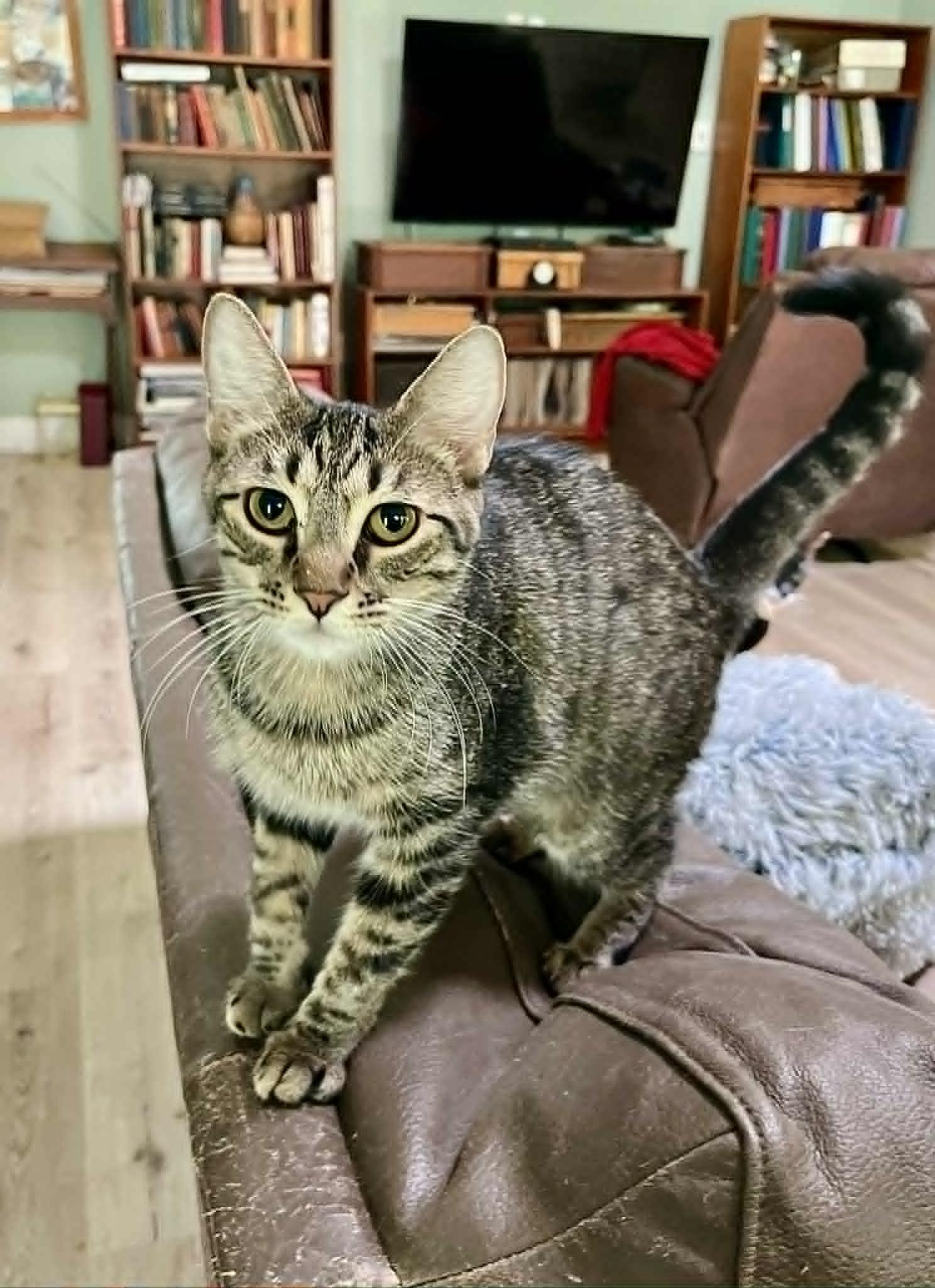 Cricket, Adoptable, Kitten Female Tabby.