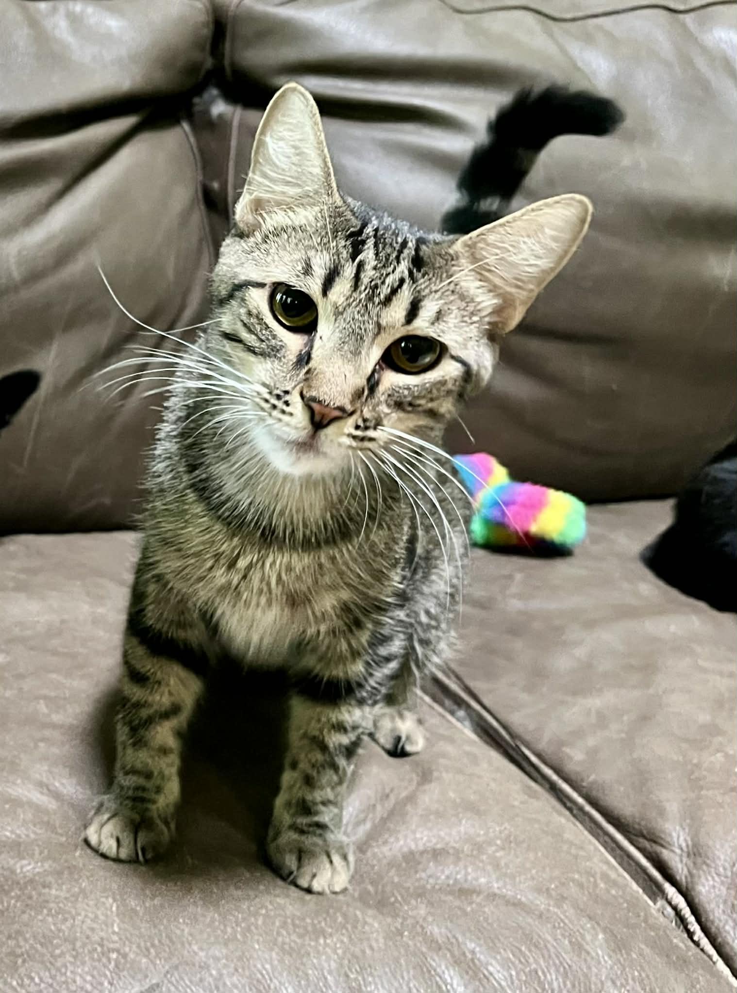 Enlarge Cricket, a Adoptable Tabby in Newburgh, NY image 6/6