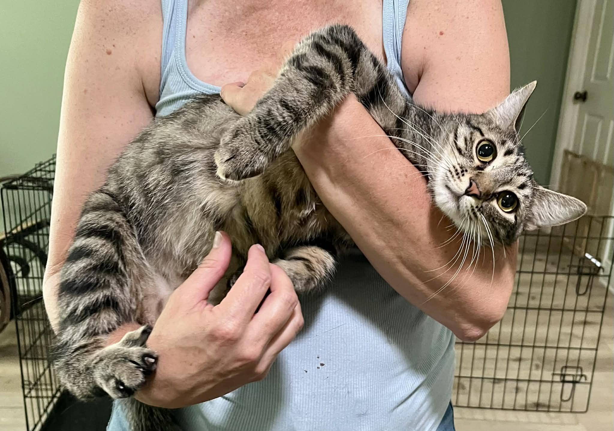 Enlarge Cricket, a Adoptable Tabby in Newburgh, NY image 3/6