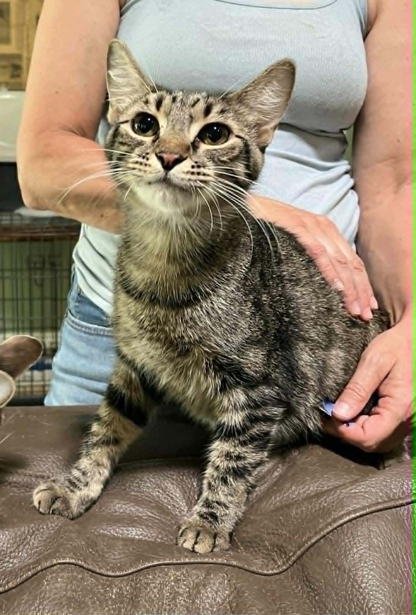 Enlarge Cricket, a Adoptable Tabby in Newburgh, NY image 4/6