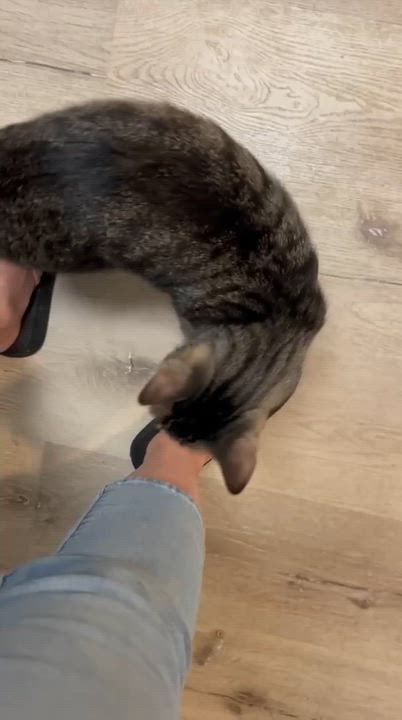 Enlarge Cricket, a Adoptable Tabby in Newburgh, NY video 5/6